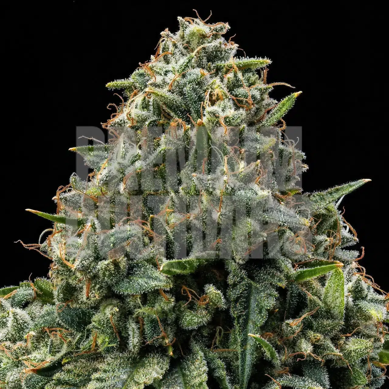 Premium Cultivars: Bubba Kush | Leafly