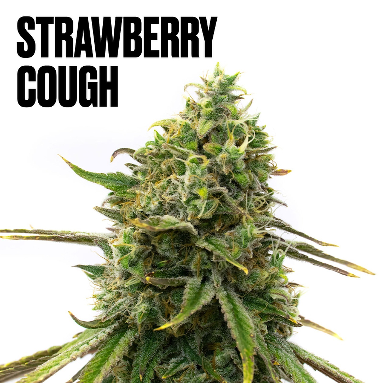 Homegrown Cannabis Co.: Strawberry Cough Weed Seeds | Leafly