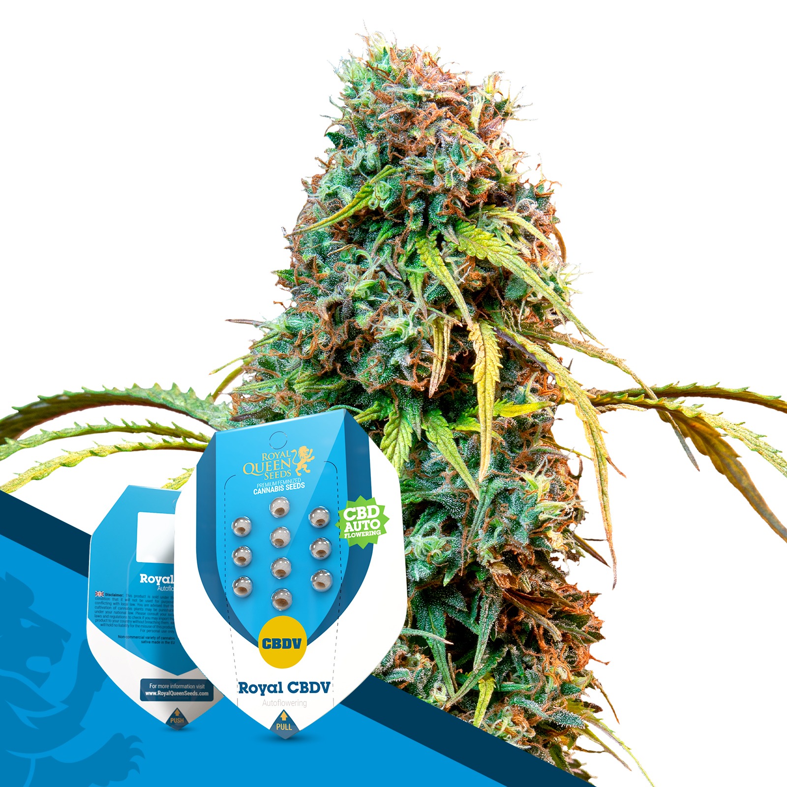 Royal Queen Seeds: Royal CBDV Automatic | Leafly