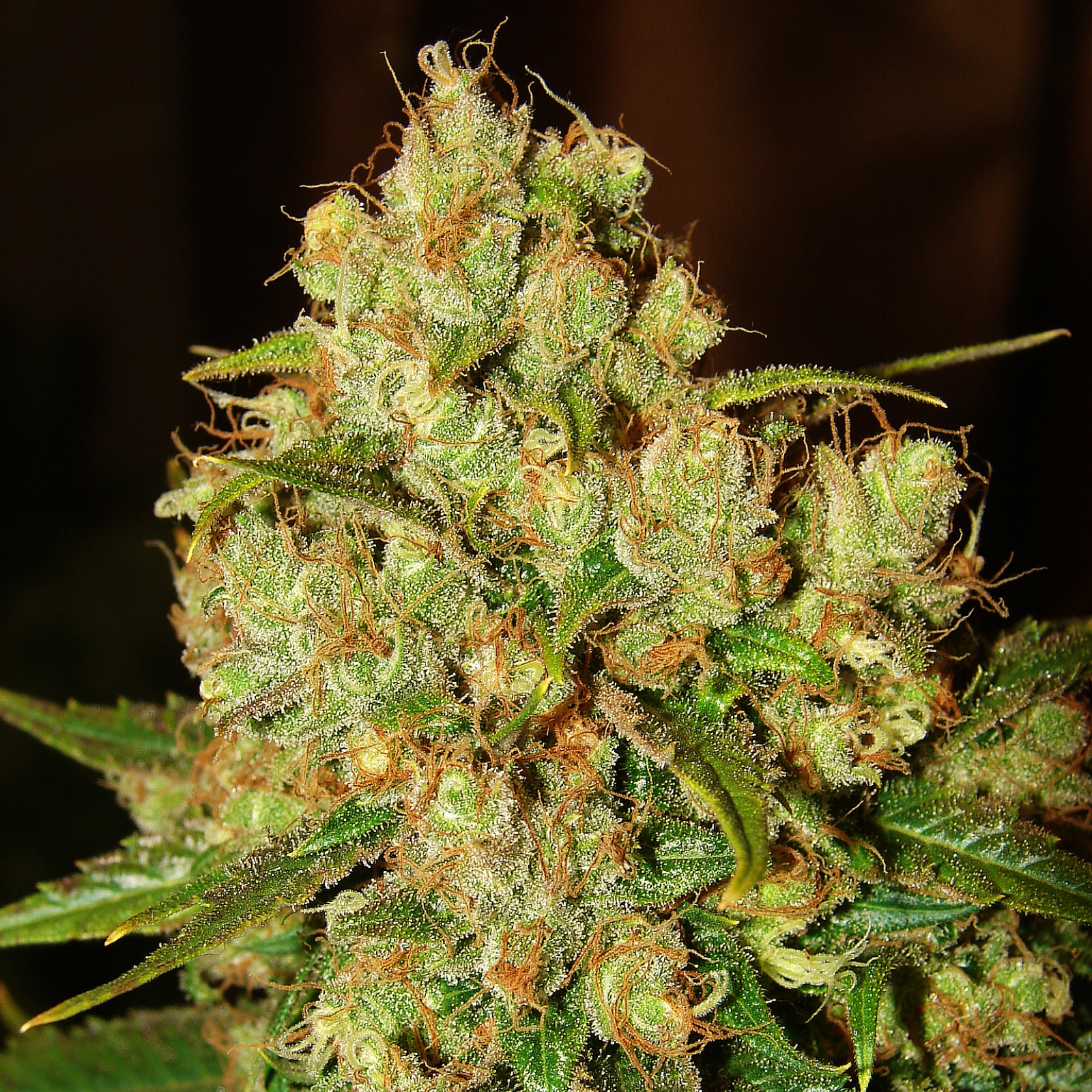 Weedyseeds Отзывы О Магазине