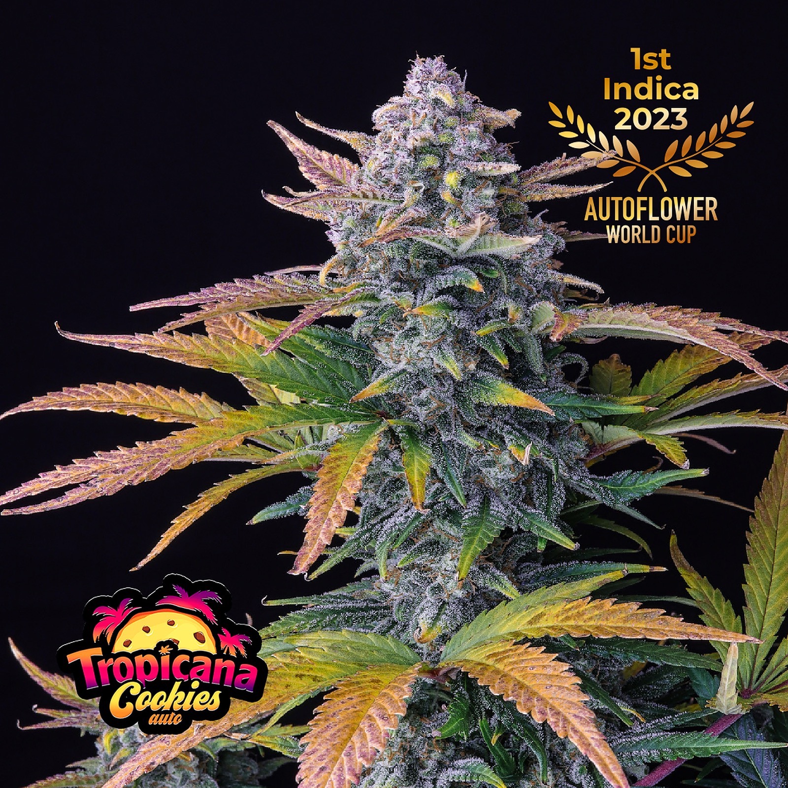 Fast Buds Autoflowering Cannabis Seeds: Tropicana Cookies Auto | Fast ...