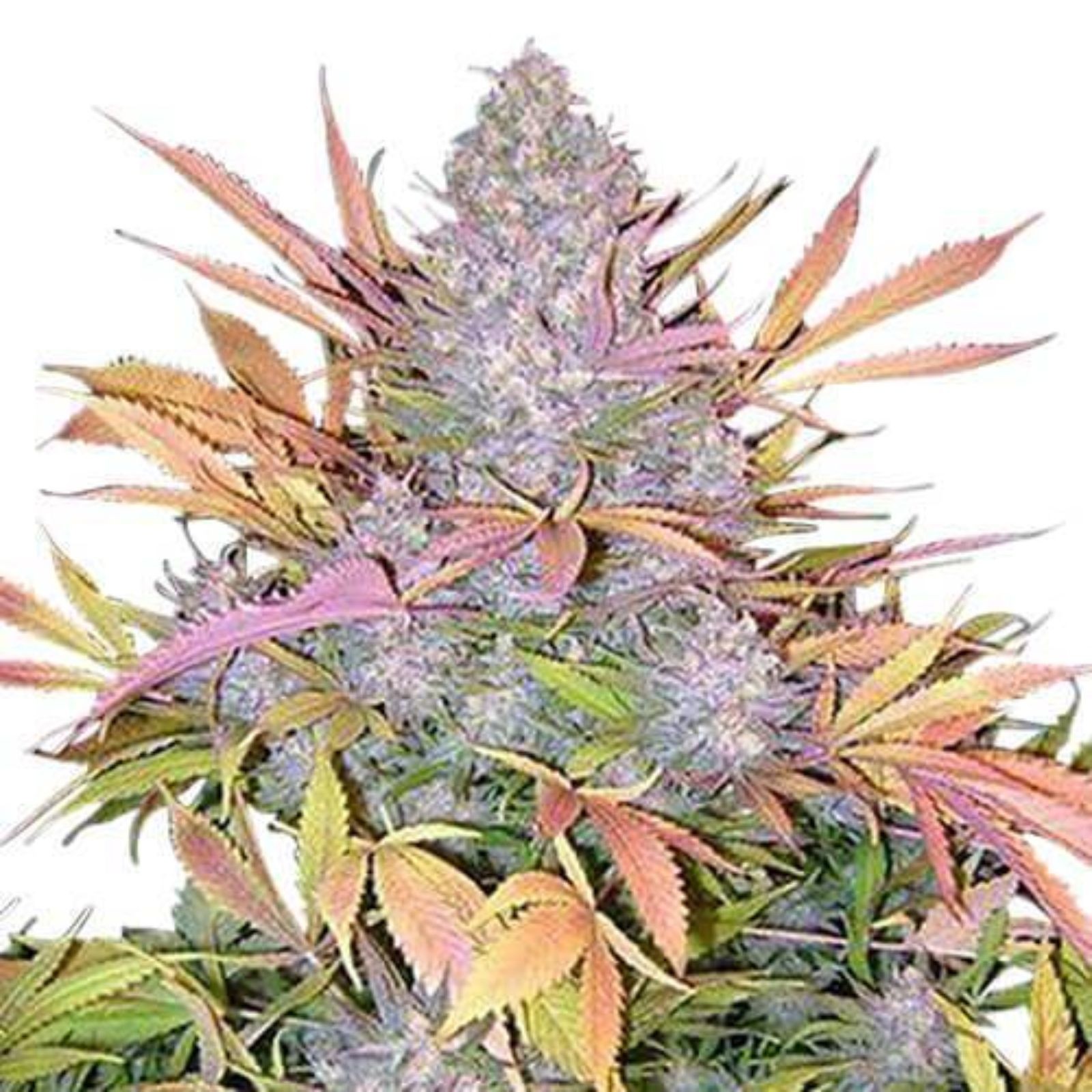 ILGM: Home of the Growers: Strawberry Cough (fem) seeds | Leafly