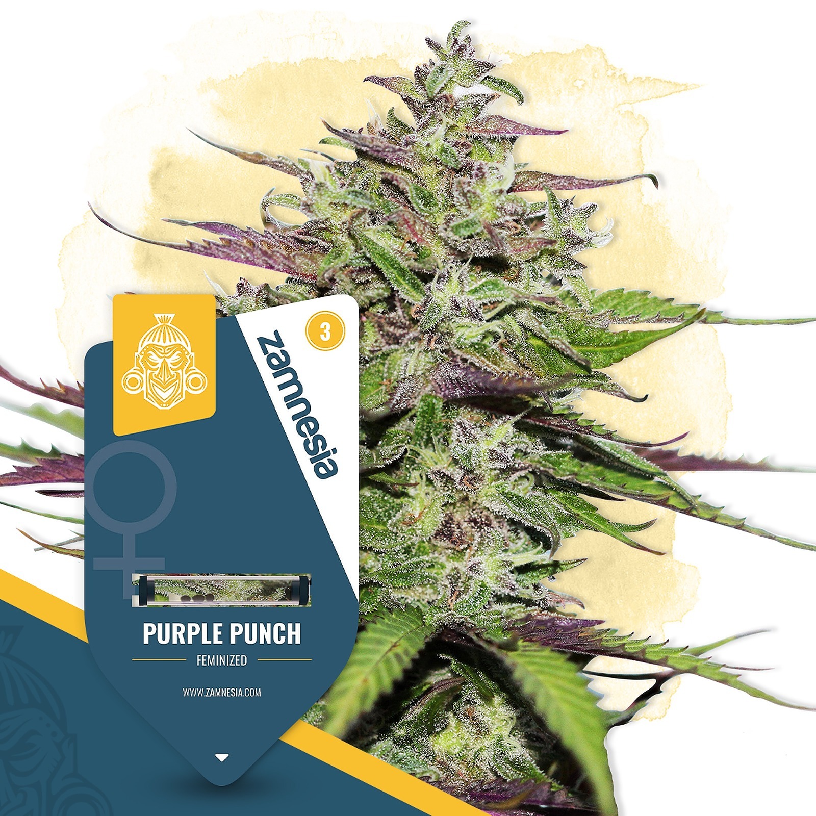 Zamnesia Purple Punch Feminized by Zamnesia Seeds Leafly