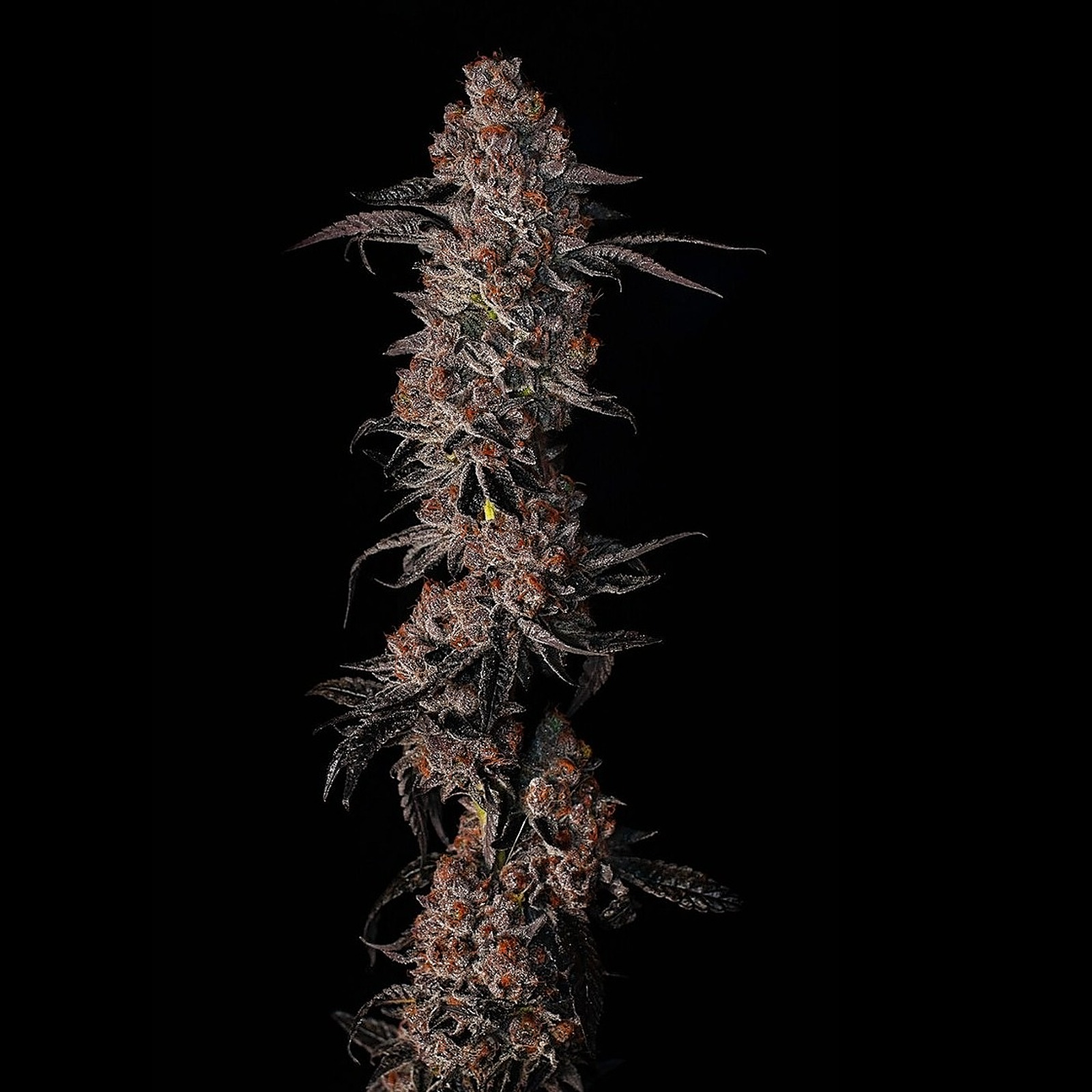 Oregon Roots: GSC