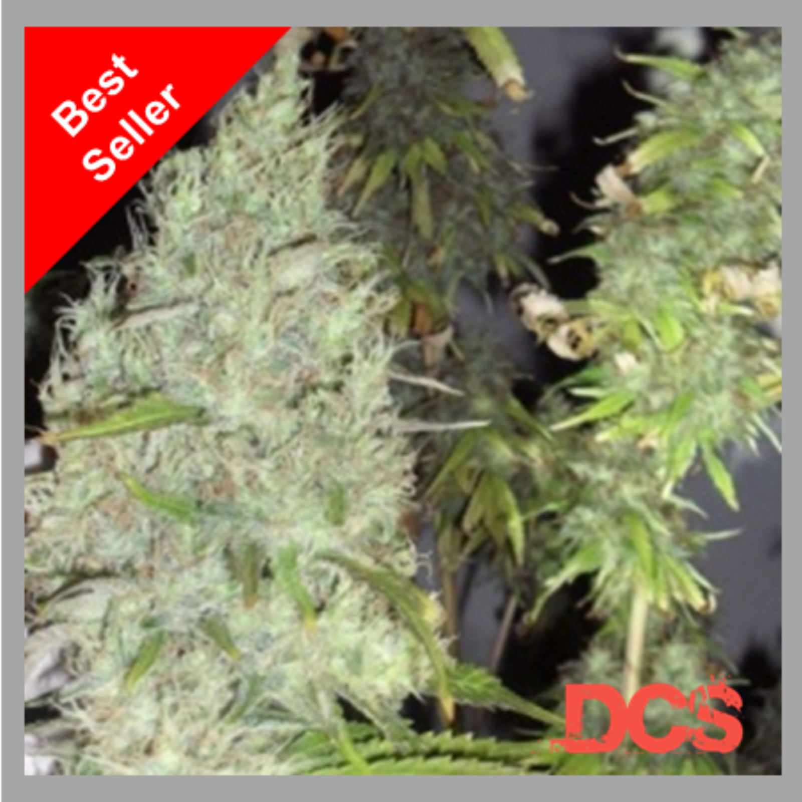 The Incredible Bulk Cannabis Seeds by Dr Krippling Seeds