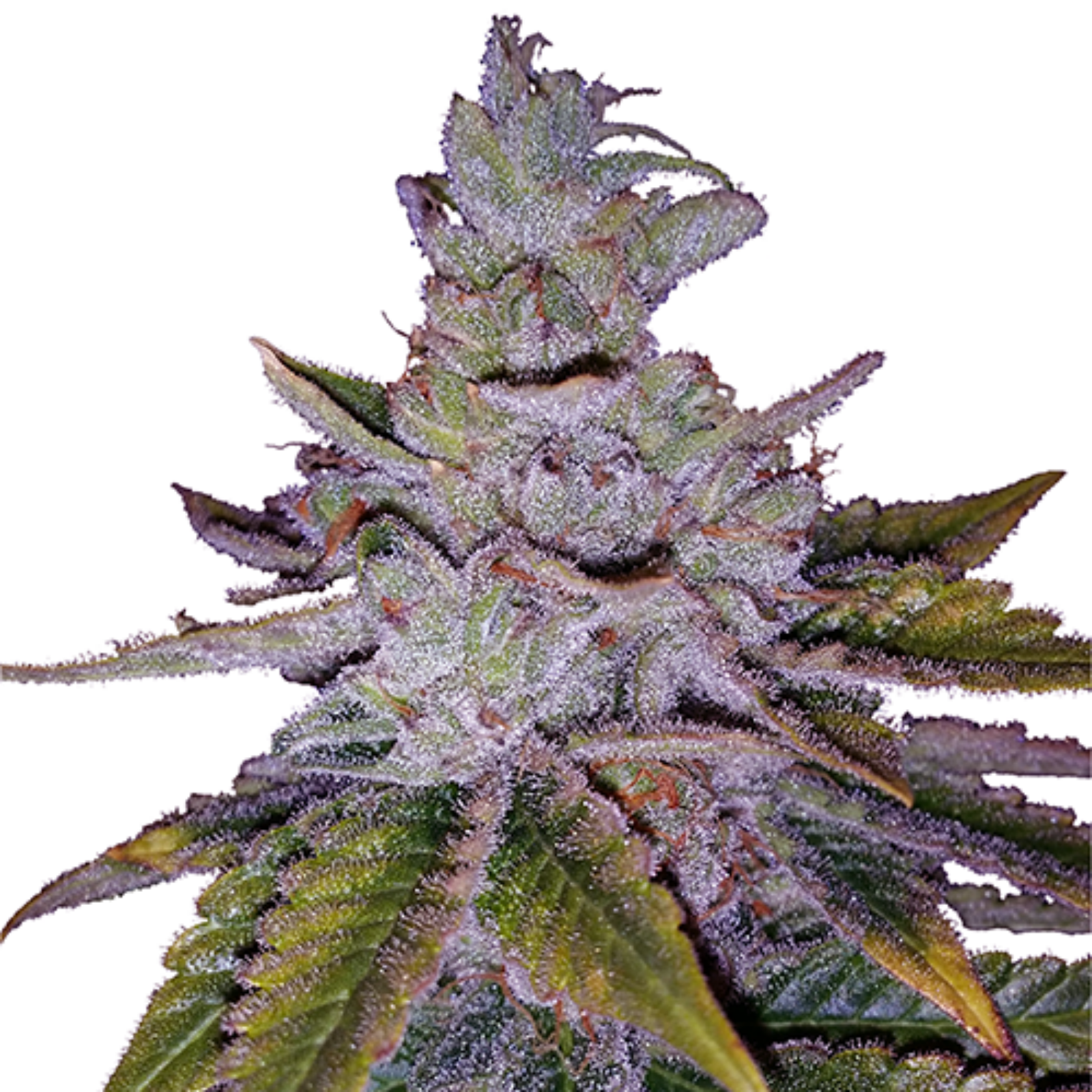 What Experts Can Teach Us About Mind-blowing Purple Kush Cannabis Seeds