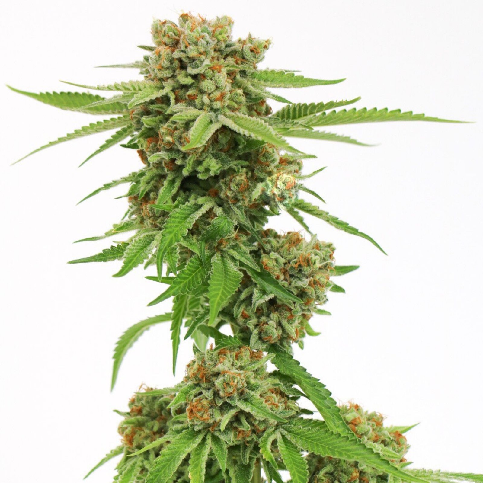 Good Crops Sour Grapes Leafly