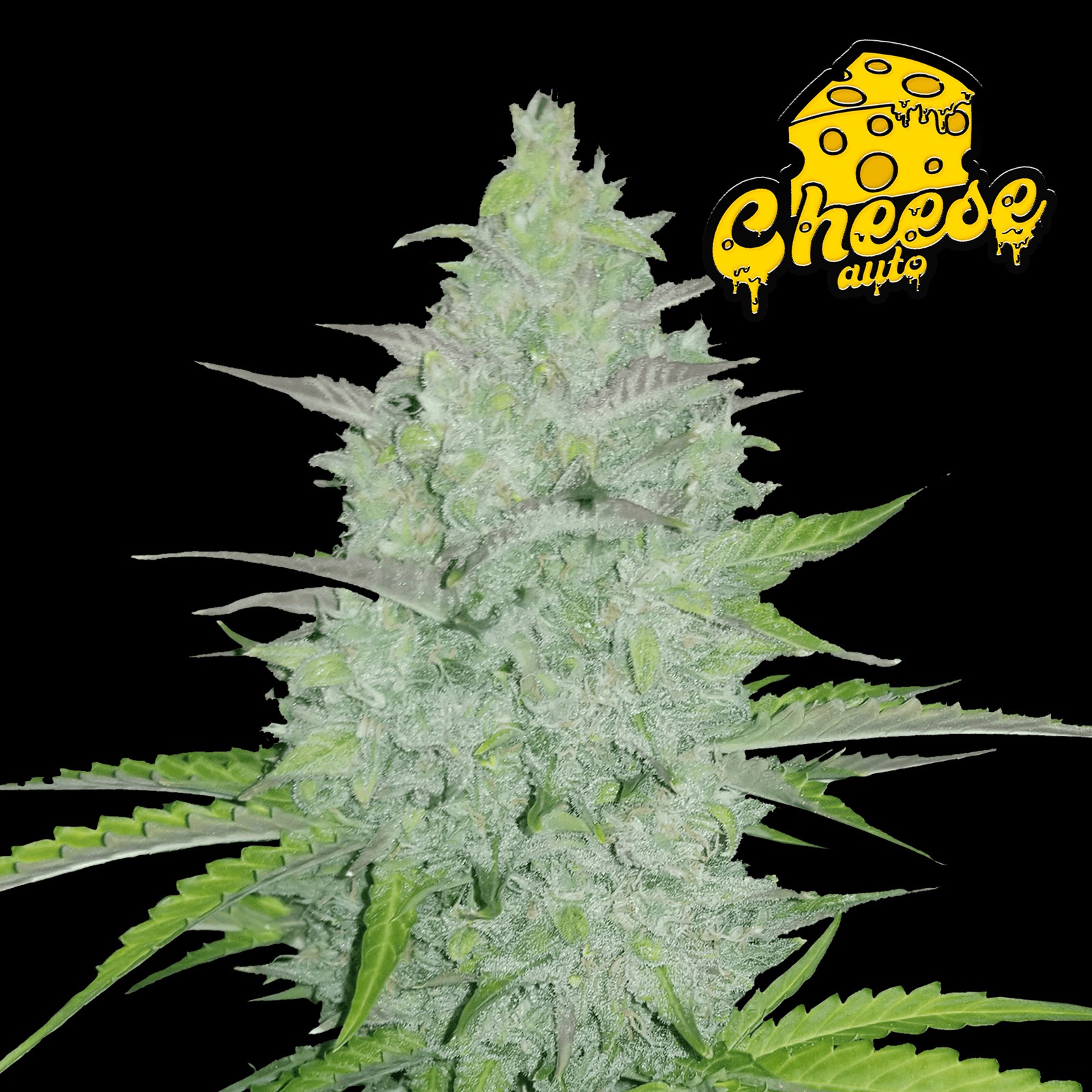 Fast Buds Autoflowering Cannabis Seeds: Cheese Auto | Fast Buds seeds ...