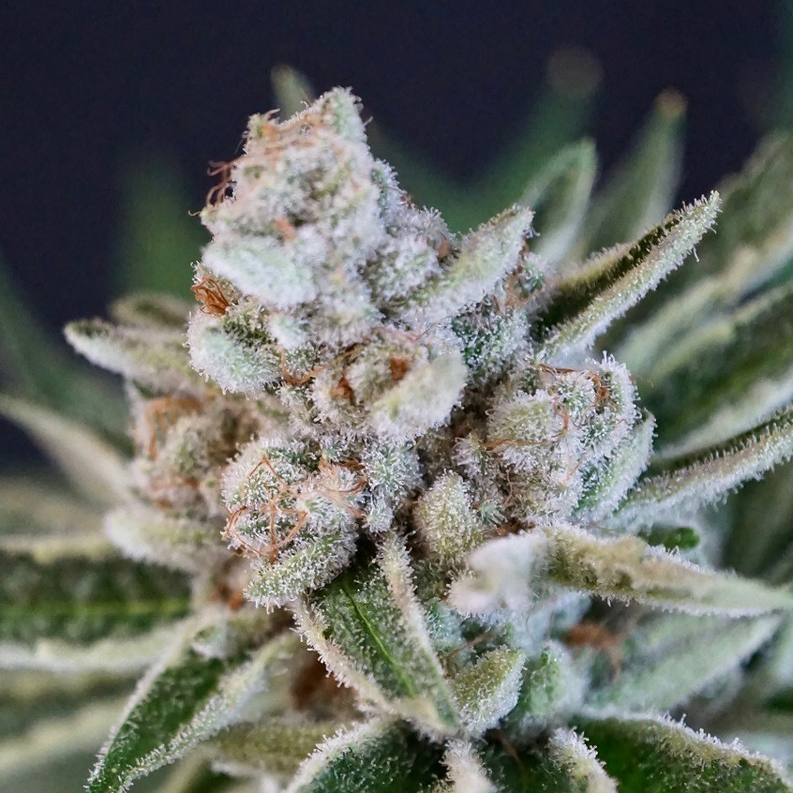 NukeHeads: Orange Creamsicle Auto Fem Seeds | Leafly