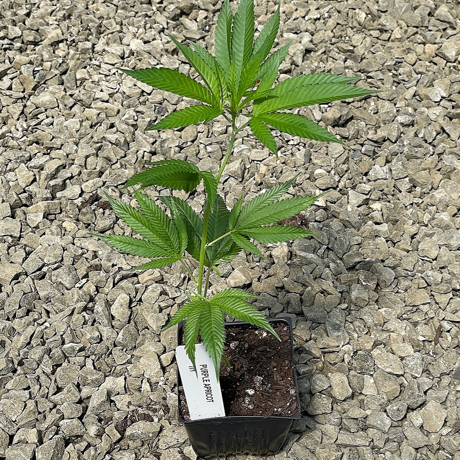 Sun Clone Purple Apricot Clone Leafly