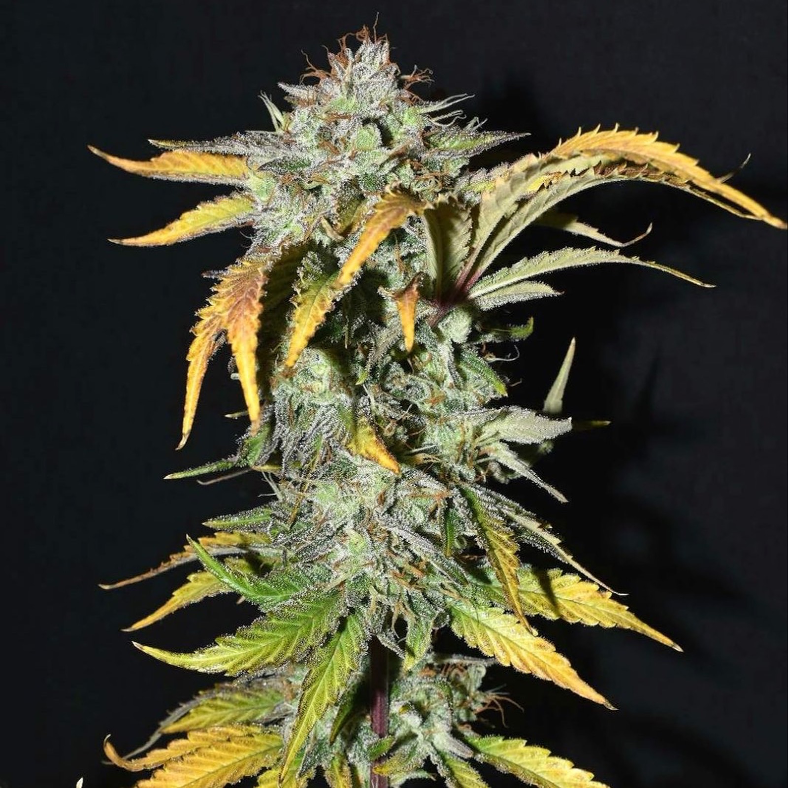 Fast Buds Autoflowering Cannabis Seeds: Grapefruit Auto, Fast Buds seeds