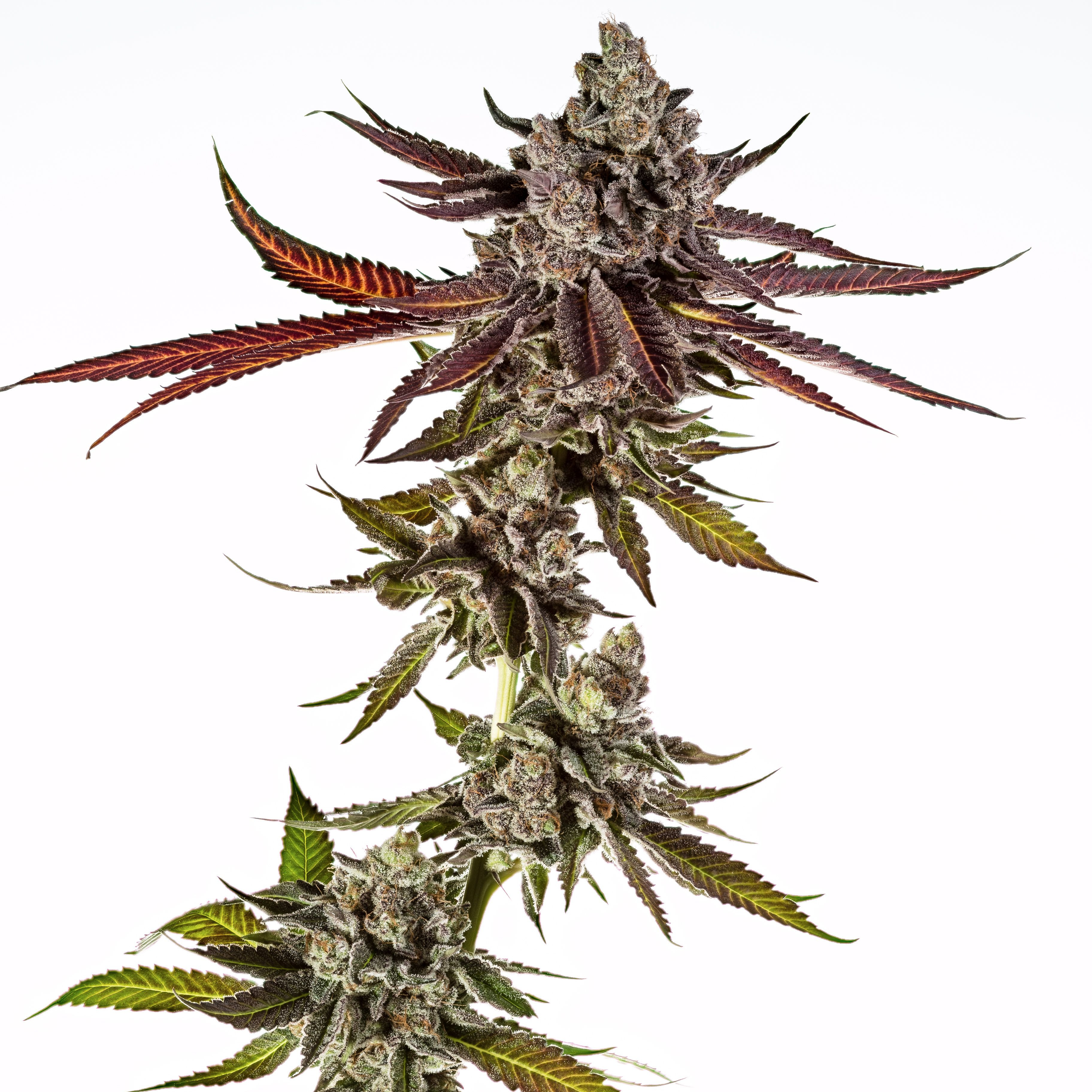 Mimosa Leafly - efuarn1