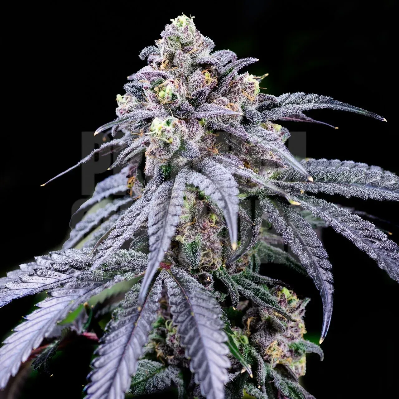 Premium Cultivars Trufflez Leafly