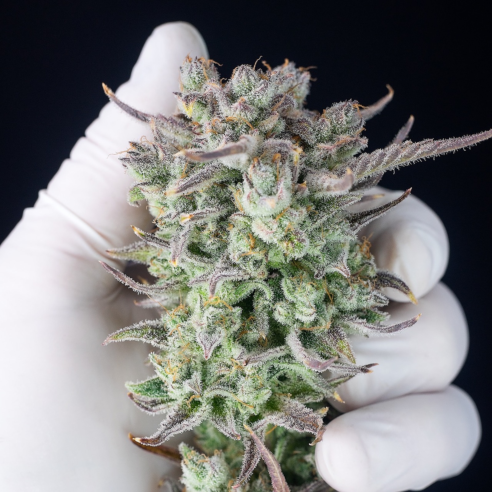 Banana Cooler Strain Leafly - e035arq