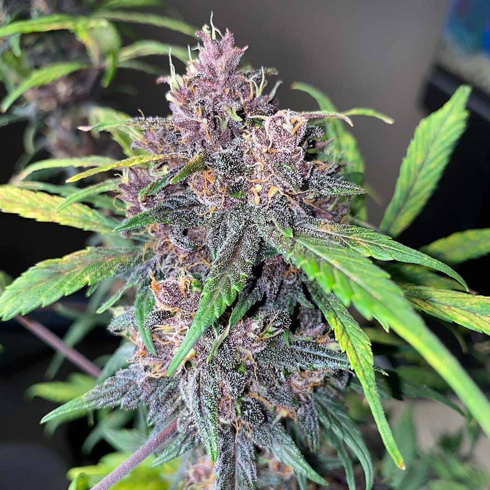 OG Seeds Kush Mints Seeds Feminized Leafly