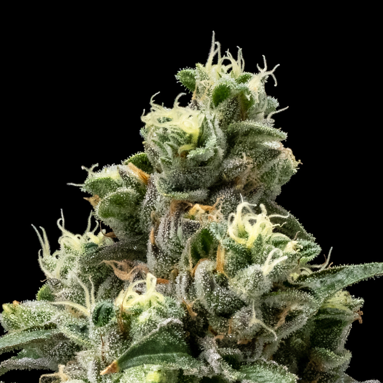 FloraCal Farms: Chem 91 x Girl Scout Cookie | Hybrid flower [3.5g] | Leafly