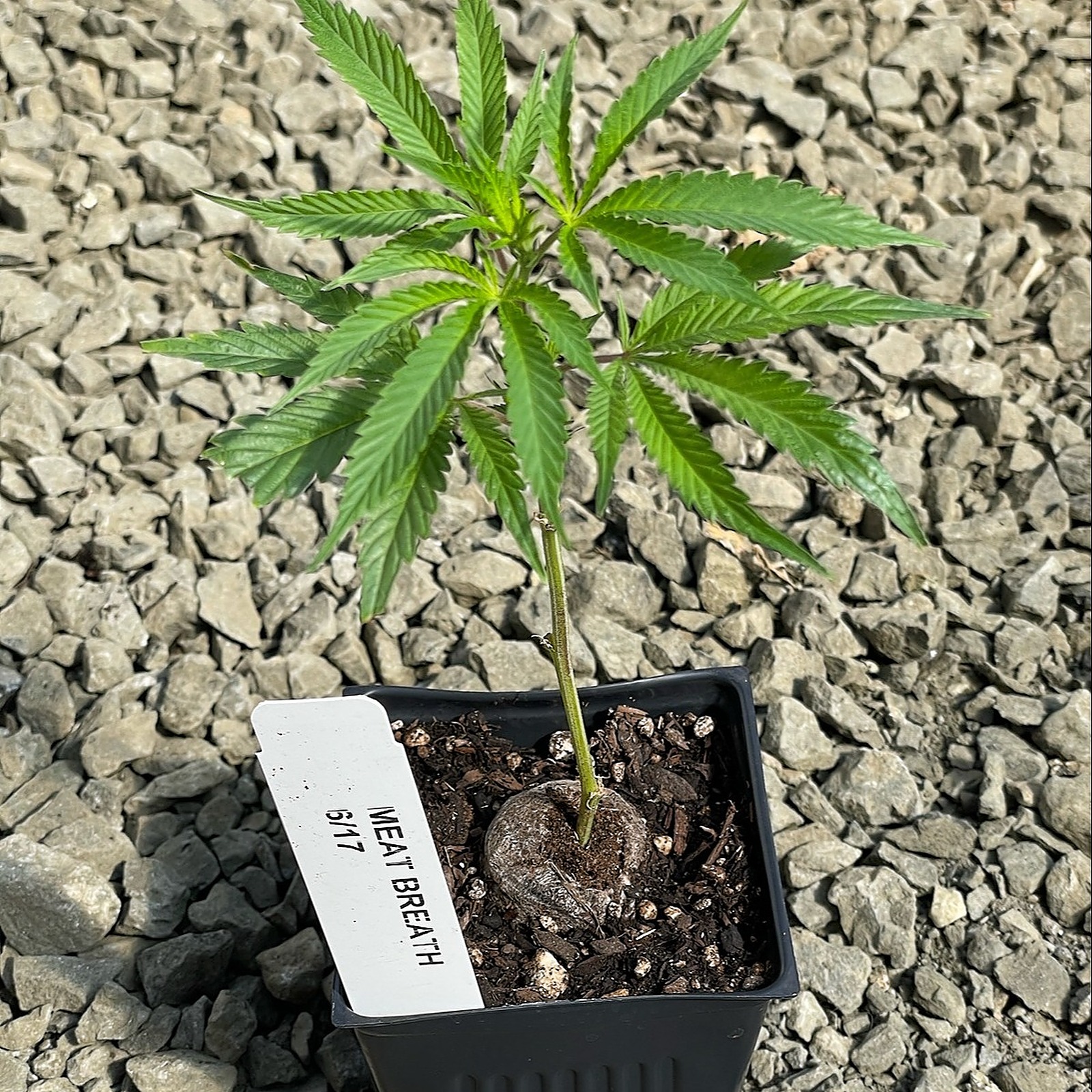 Sun Clone Meat Breath Clone Leafly