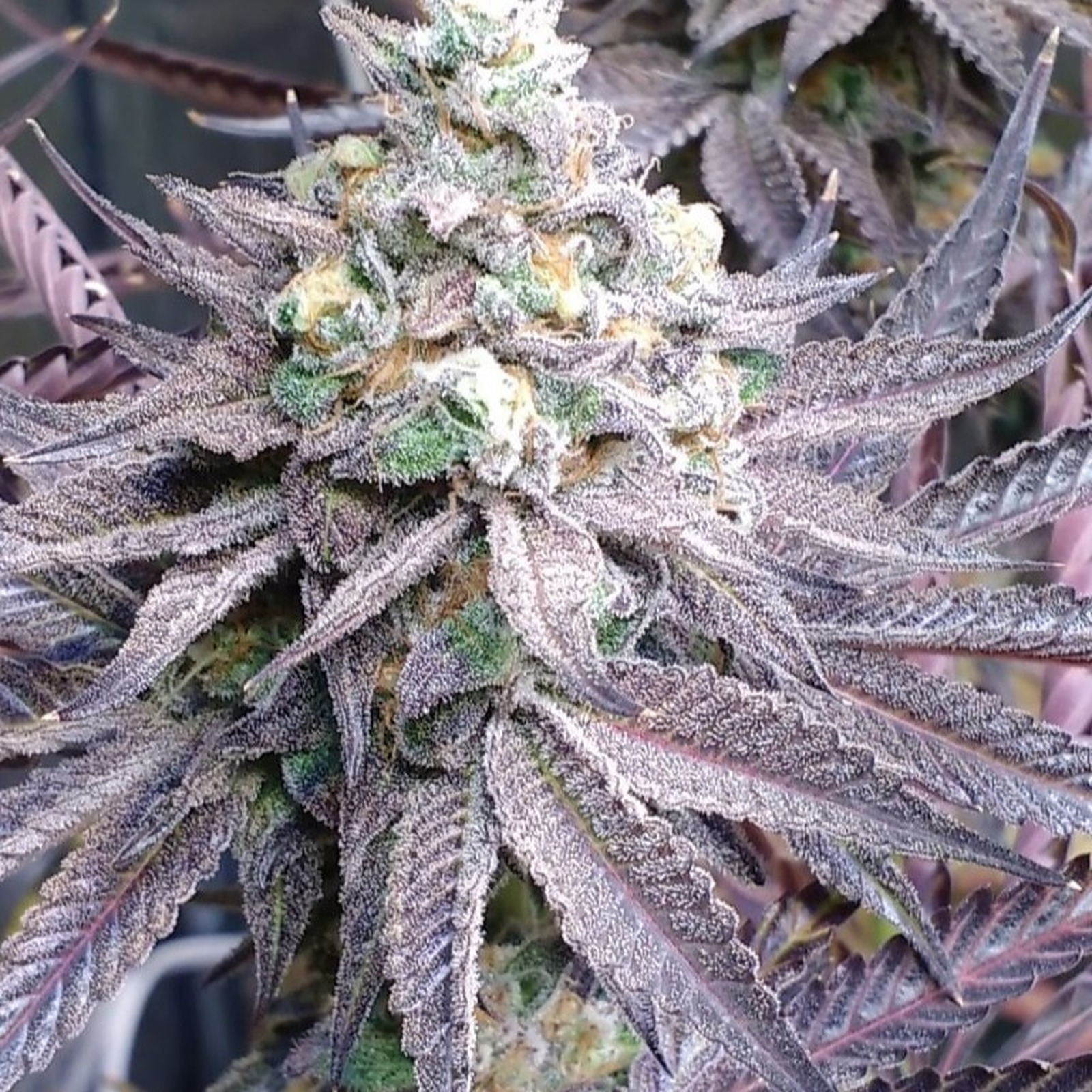 Saiypirates Breath Strain 32 - zazrh60