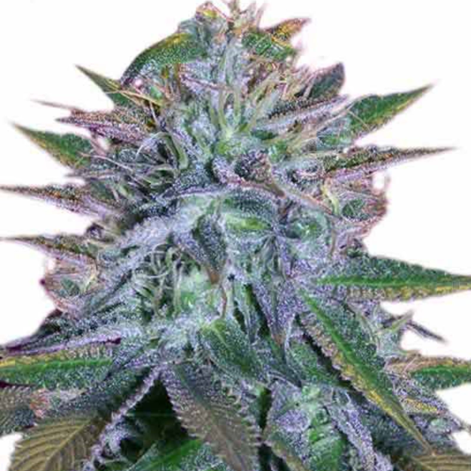 The Seed Pharm Marijuana Seeds White Widow Marijuana Seeds By   Ve8iUUh0RkCZqrzldtHS White Widow Marijuana Seeds 1 