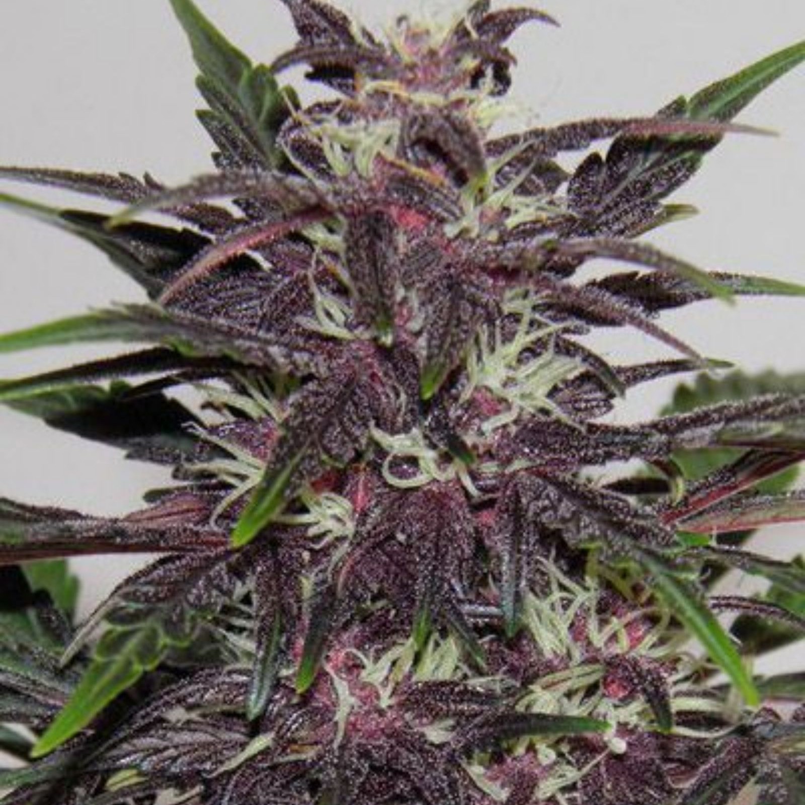 Seed Bank: Auto Purple Kush Seeds | Leafly