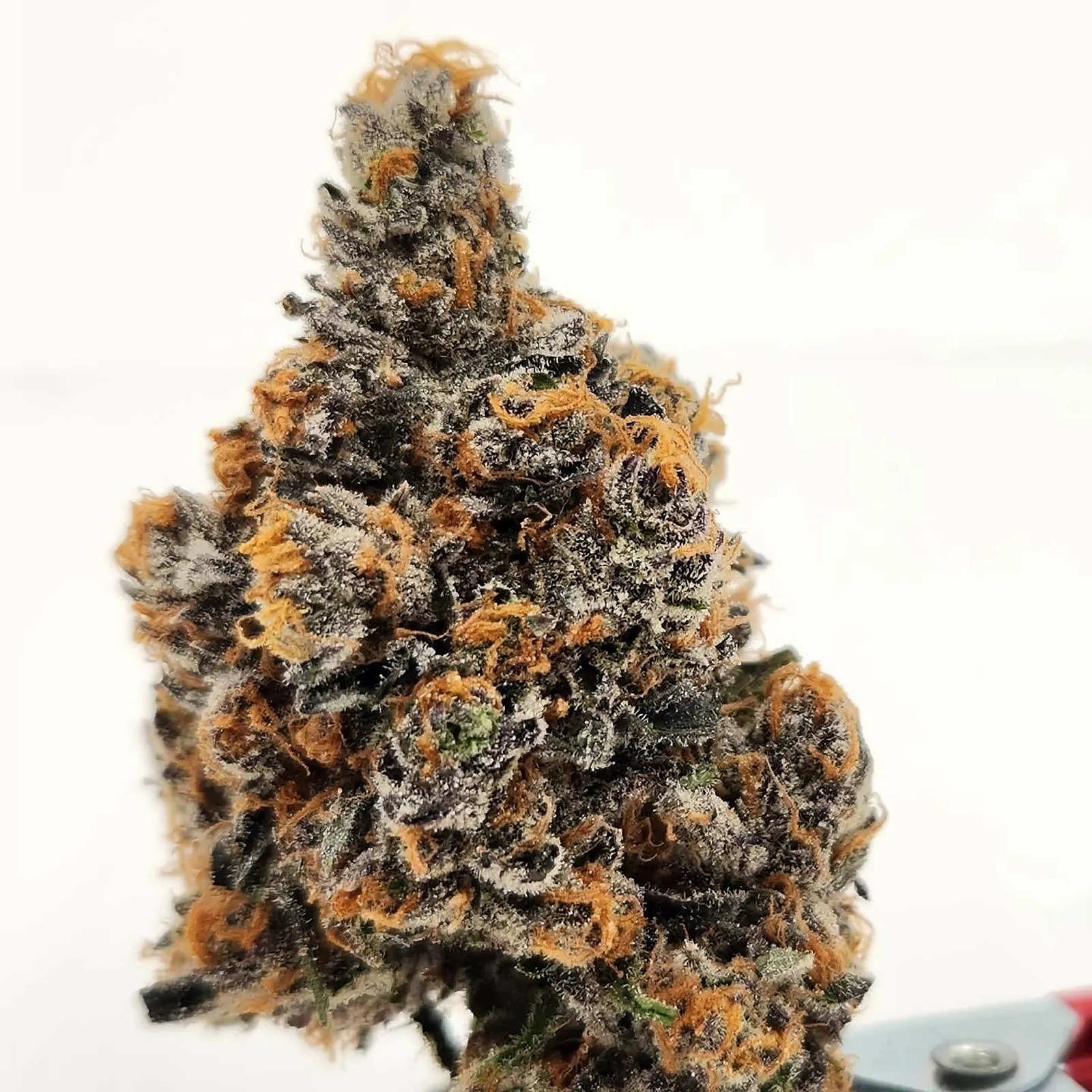 LUVLI Lady Kush Leafly