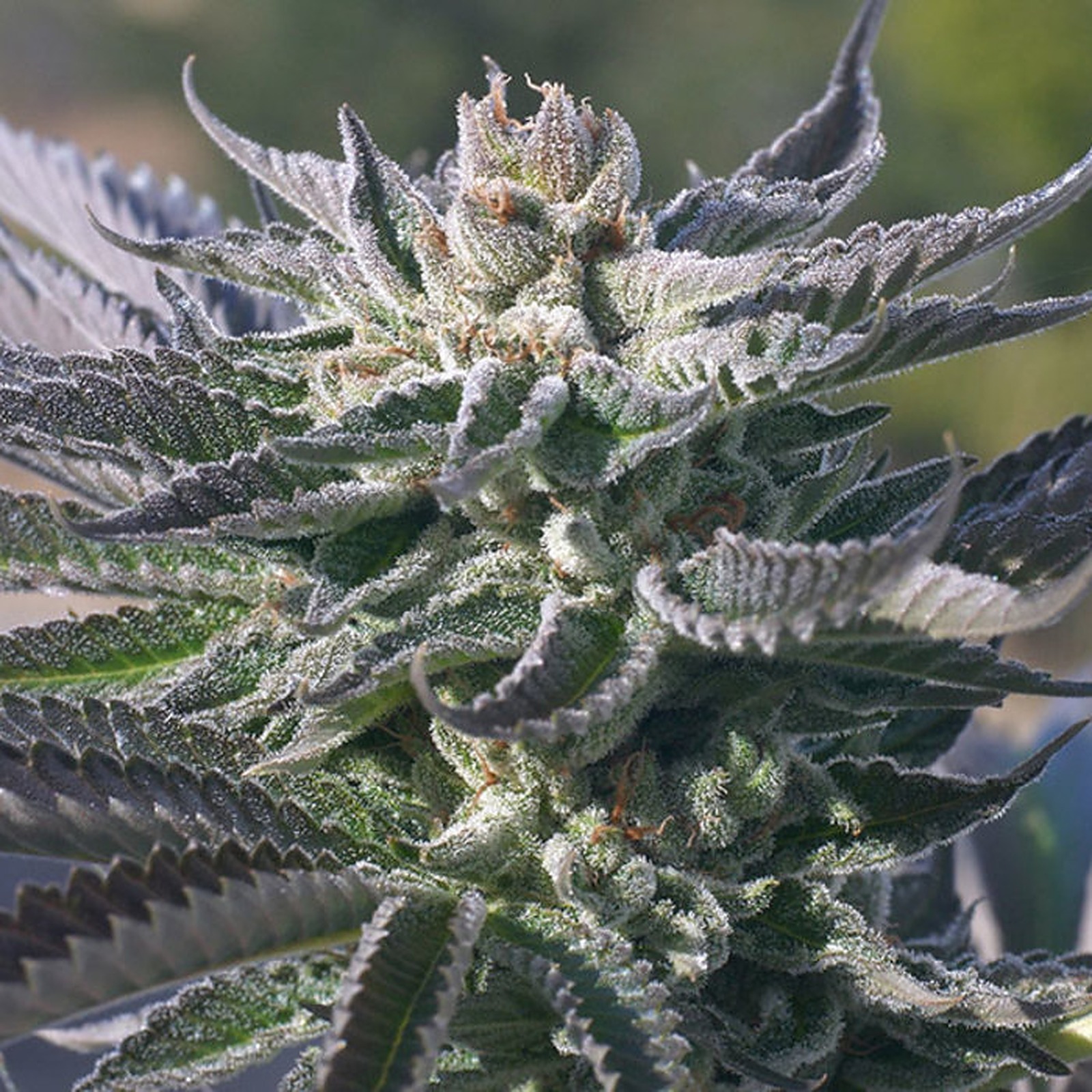 Birthday Cake Strain Leafly - 9bte2m9