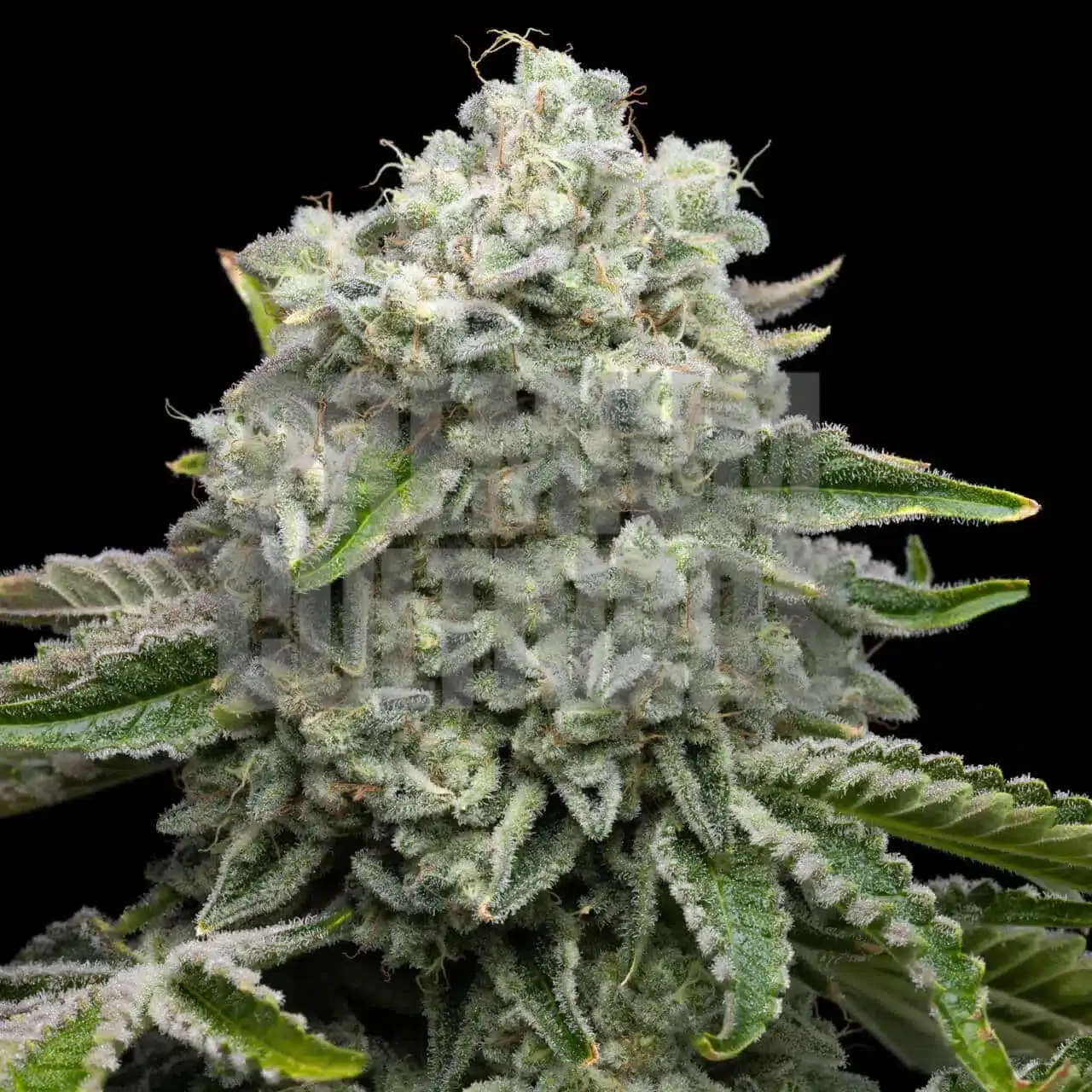 Premium Cultivars Permanent Marker Leafly