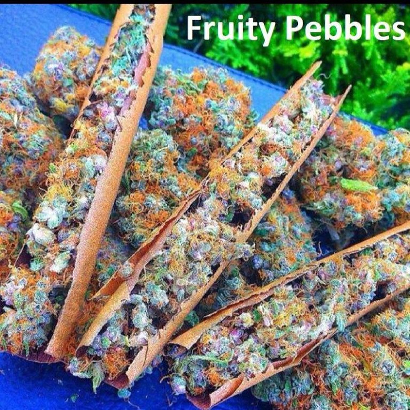 NukeHeads Fruity Pebbles Fem Seeds Leafly