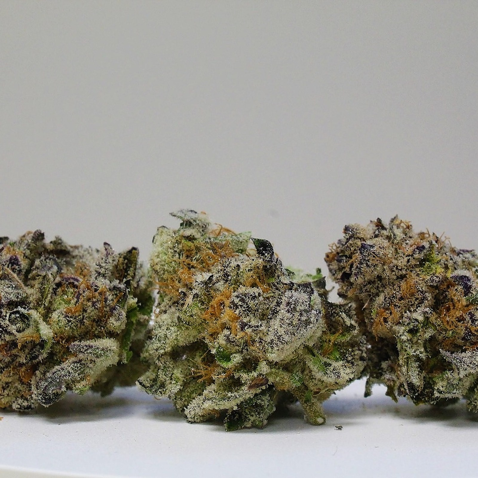 Mimosa⭐︎ Mimosa Cannabis Strain Information - GrowDiaries