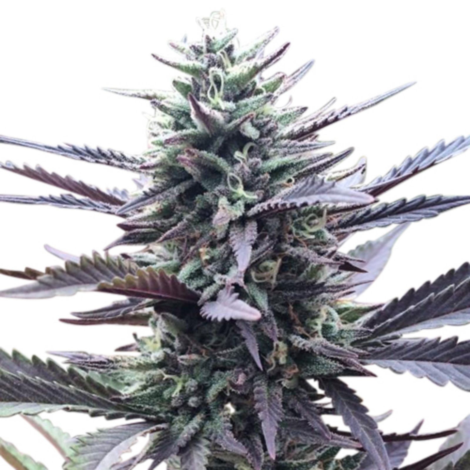 Love Growing Marijuana - q1dk8mt
