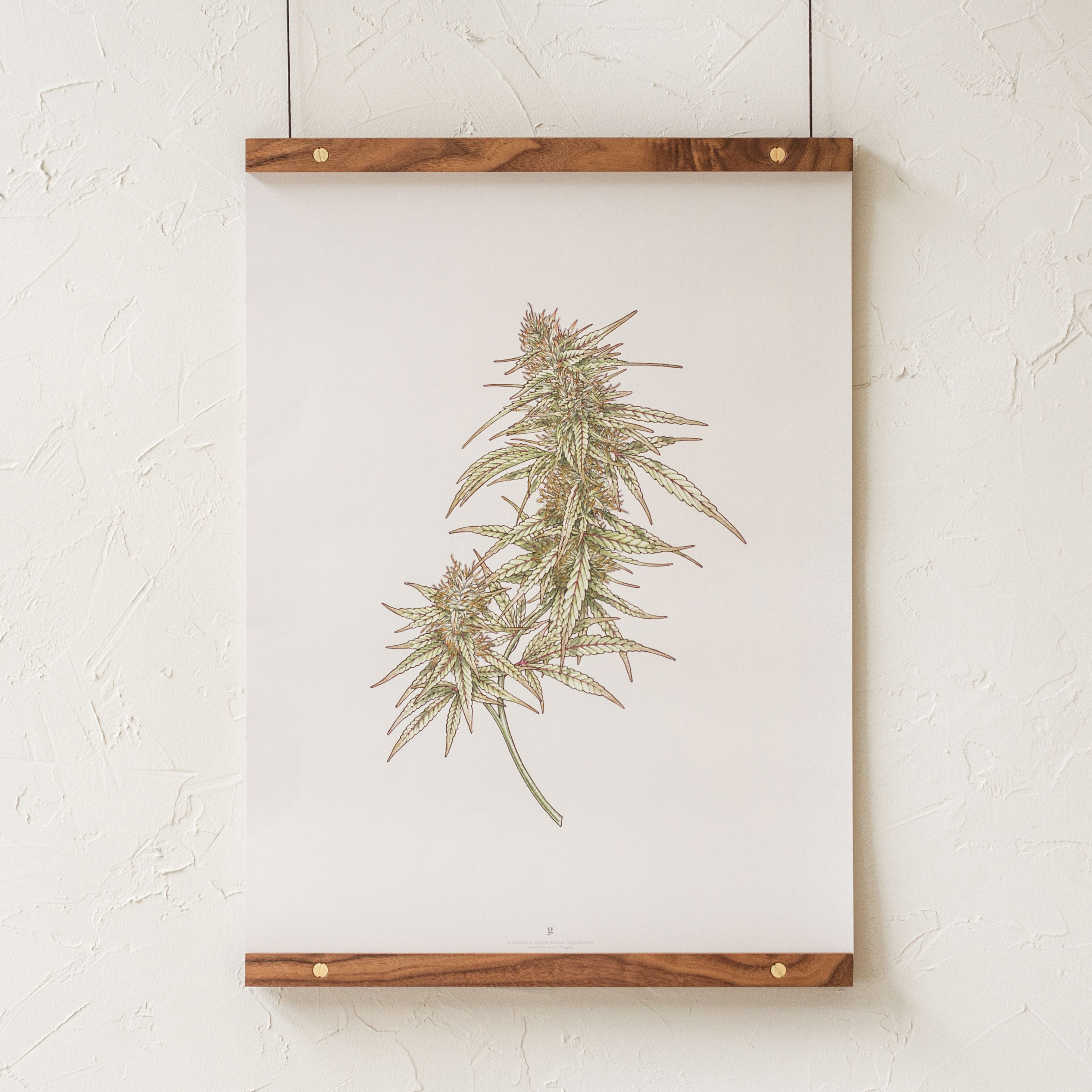 Cannabis Flower Scientific Illustration Art Print / Poster