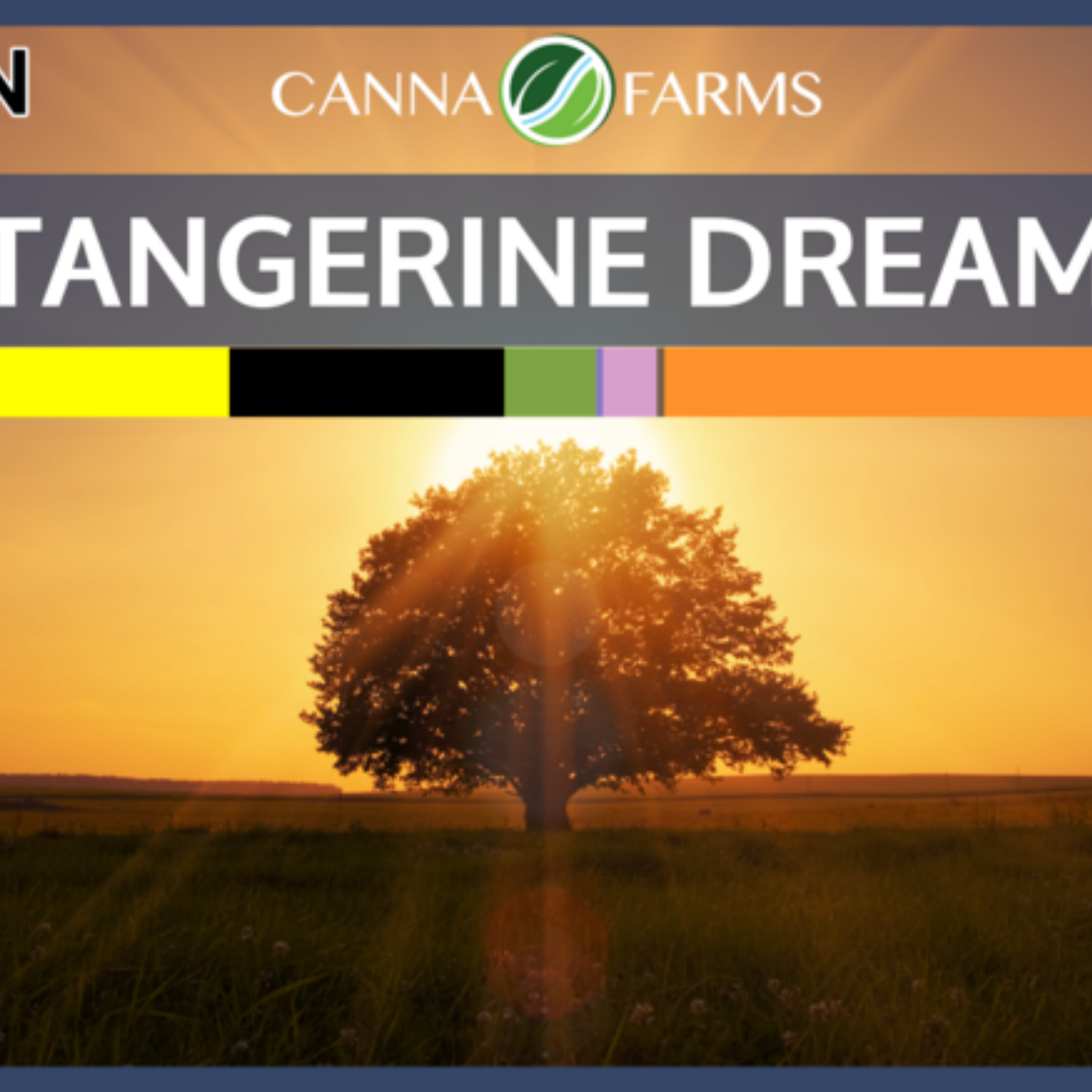 Canna Farms Tangerine Dream Leafly