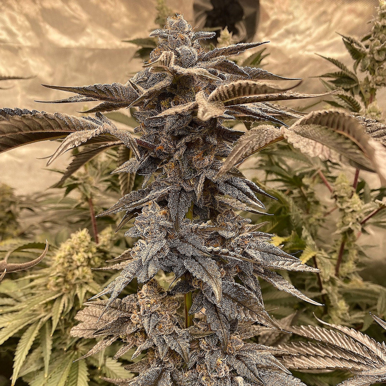 Elev8 Seeds Notorious PHC Hybrid Leafly