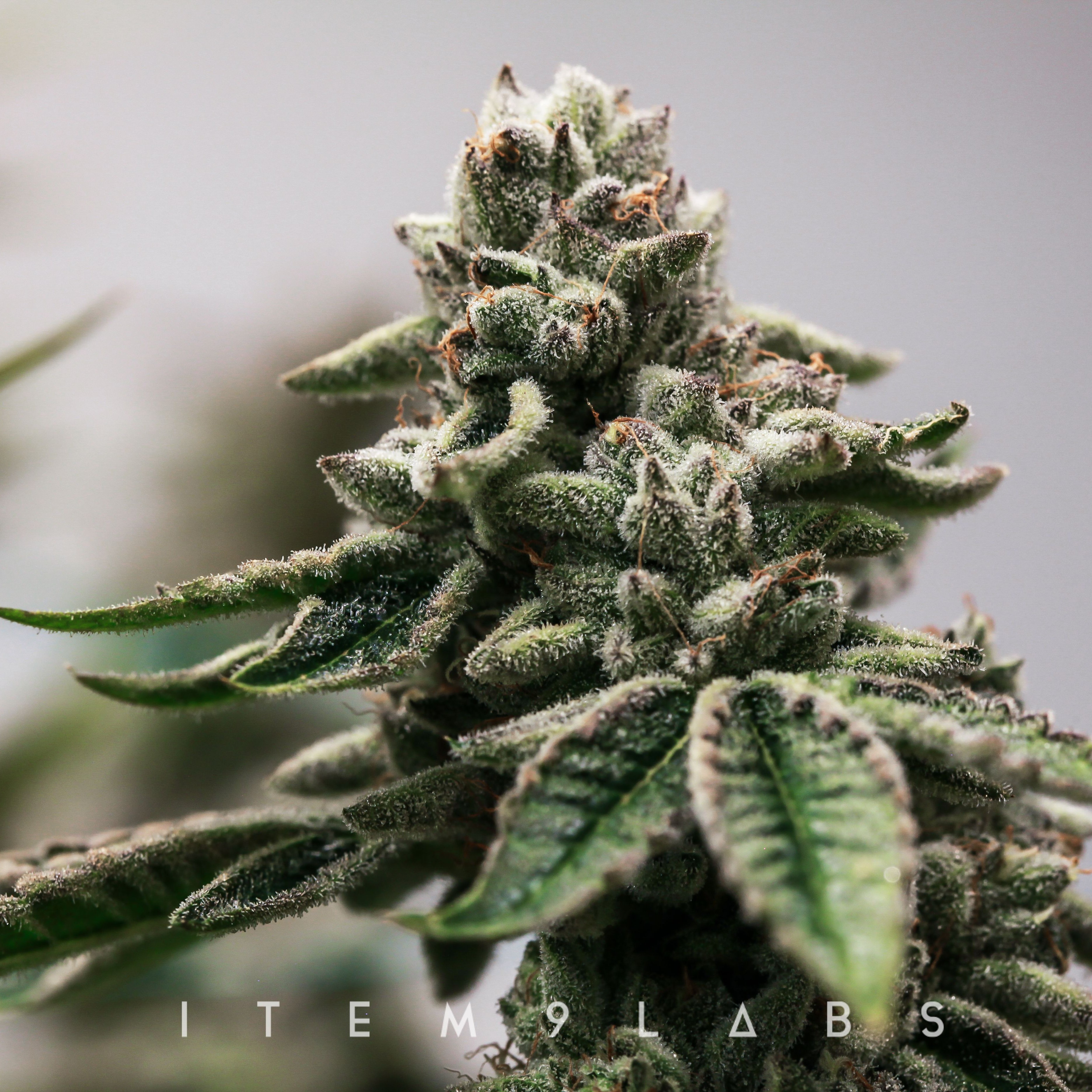 Tres Leches | Leafly