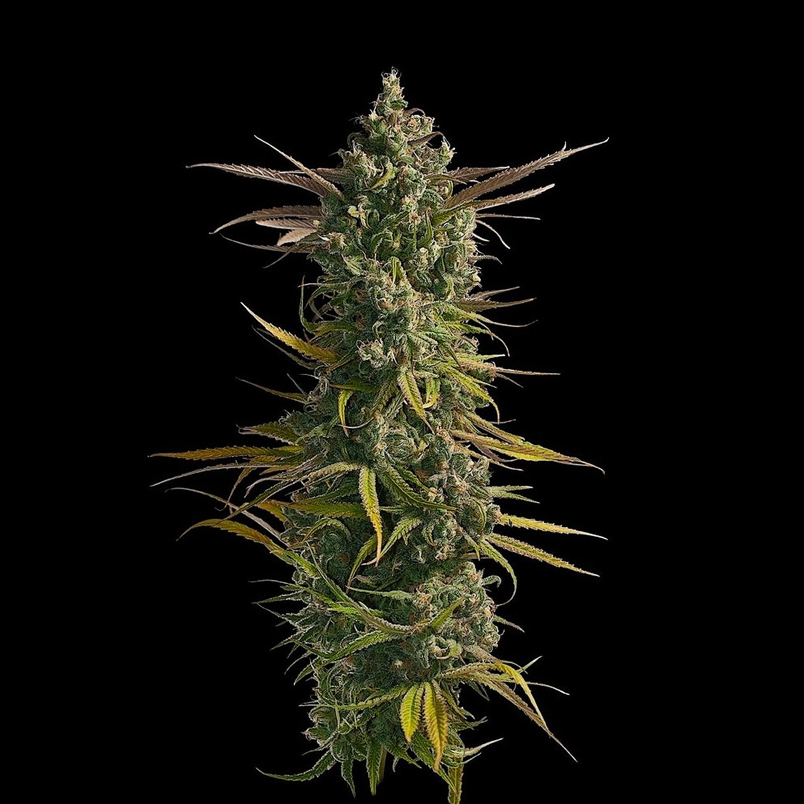 Oregon Roots: Blue Dream | Leafly