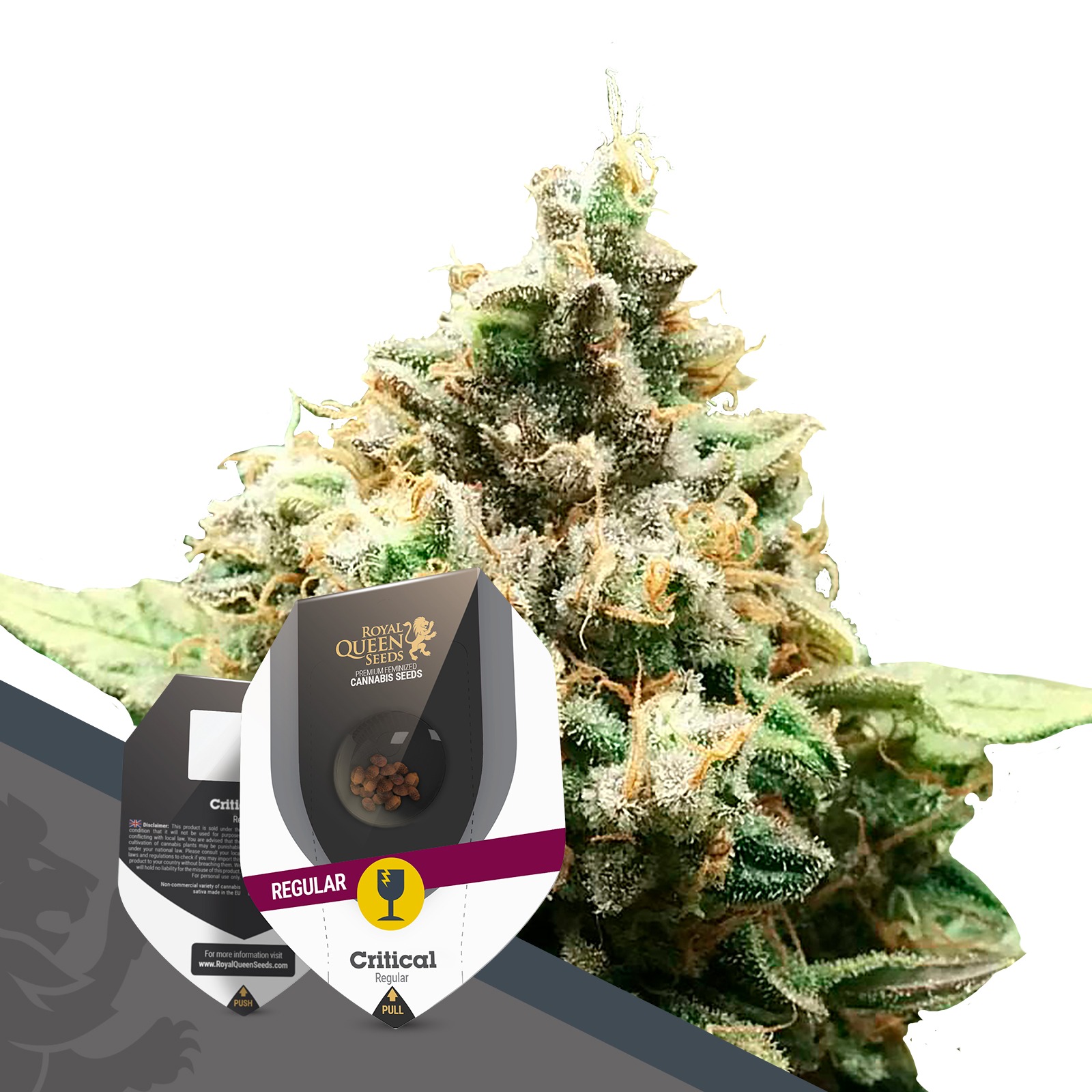 Royal Queen Seeds Critical Regular Leafly
