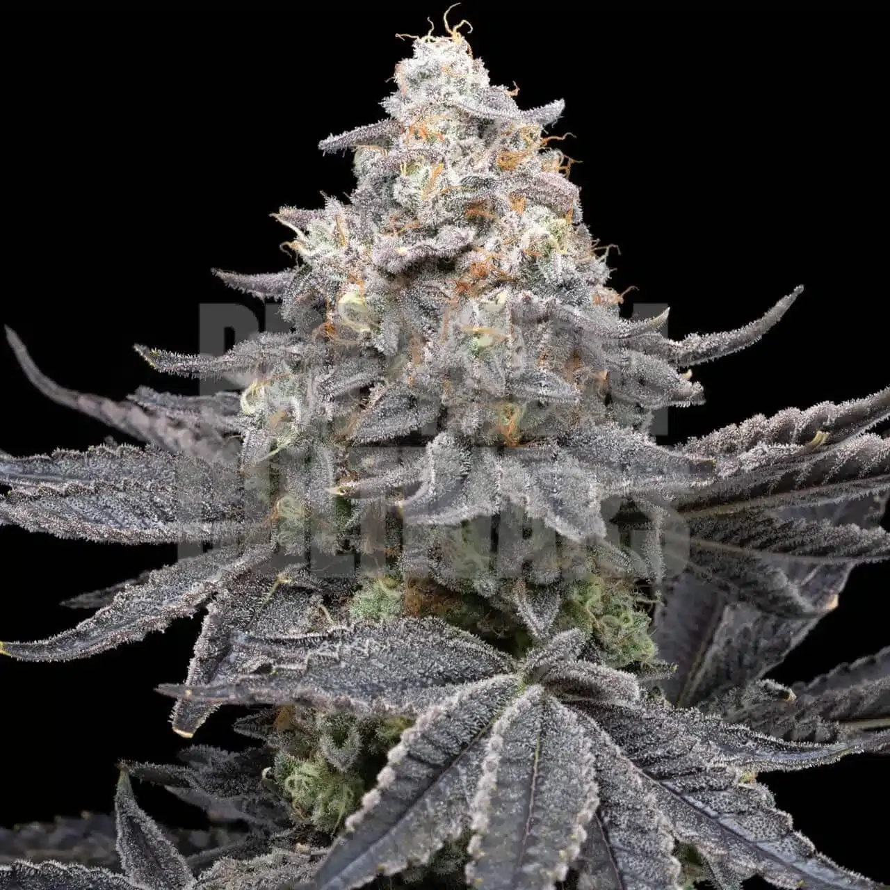 Premium Cultivars Sleepy Joe OG Leafly