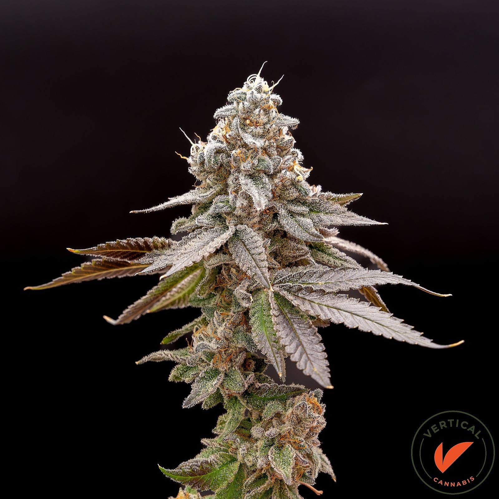 Vertical Cannabis LA Kush Cake Leafly