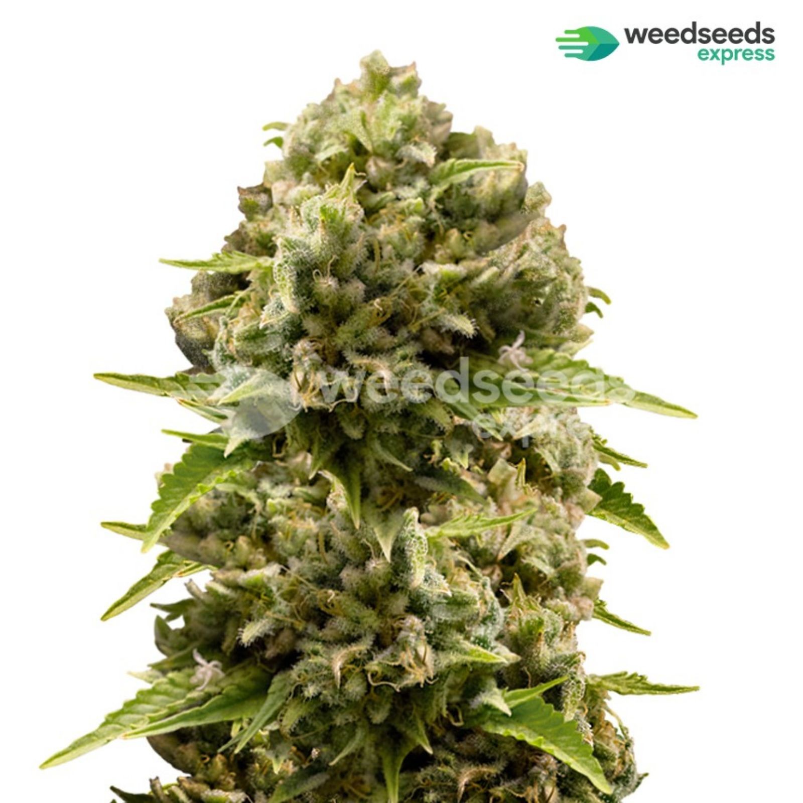 Weedseedsexpress: Cheese Feminized Seeds | Leafly