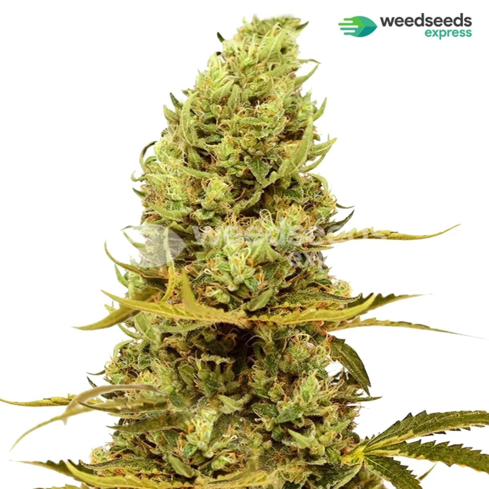 Weedseedsexpress: Acapulco Gold Feminized Seeds | Leafly