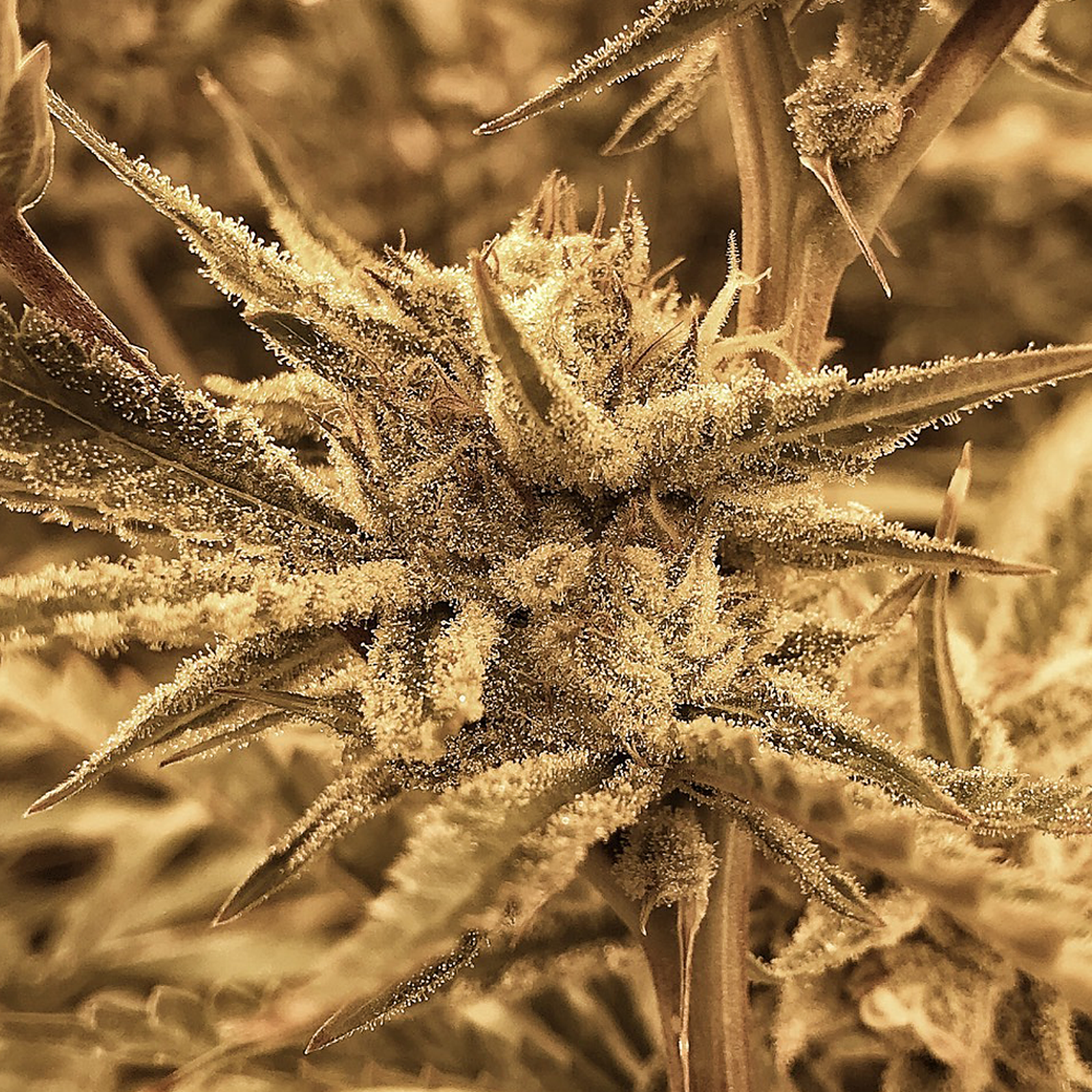 Commonwealth Alternative Care (CAC): Sour Diesel x Animal Cookies