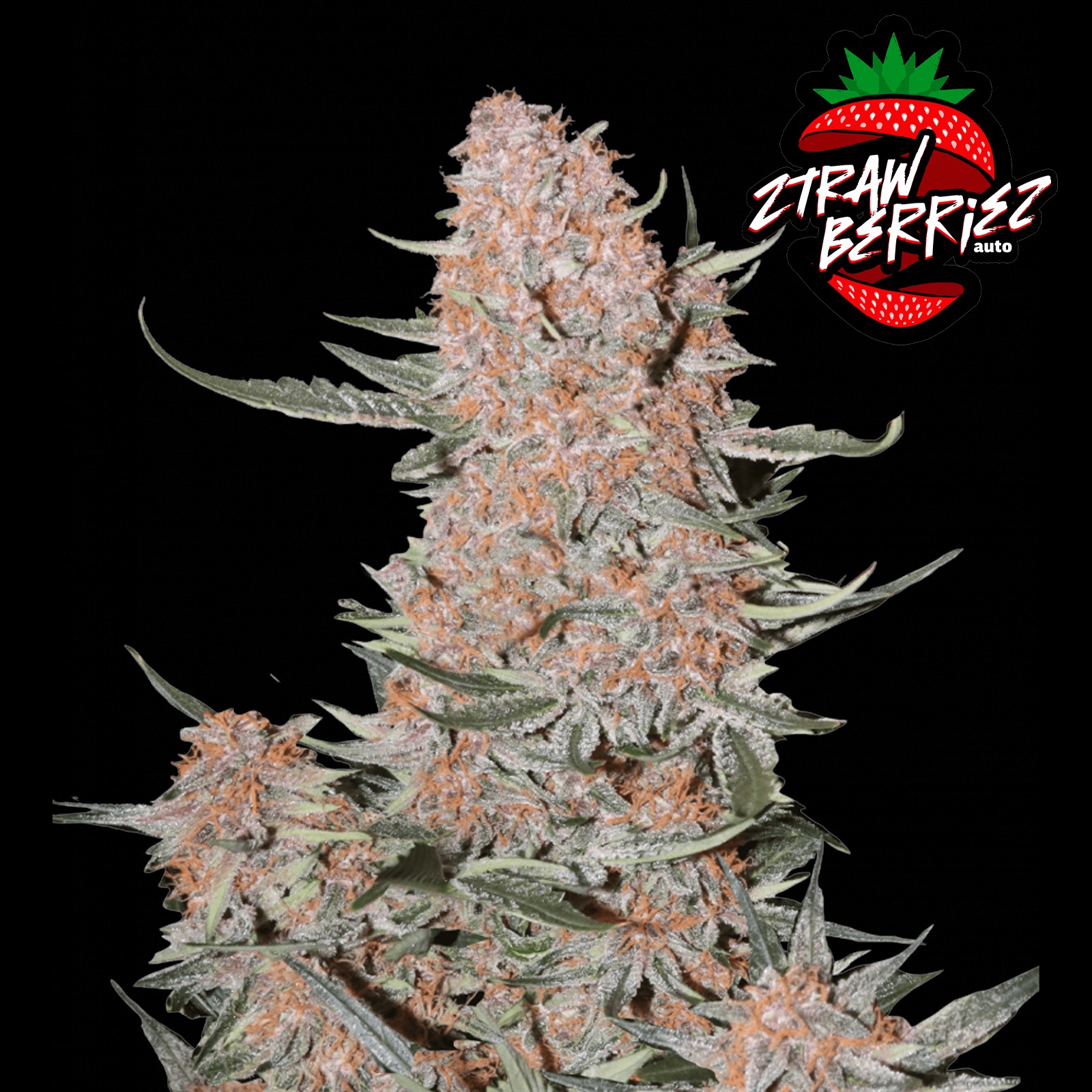 Fast Buds Autoflowering Cannabis Seeds Ztrawberriez Auto Fast Buds 