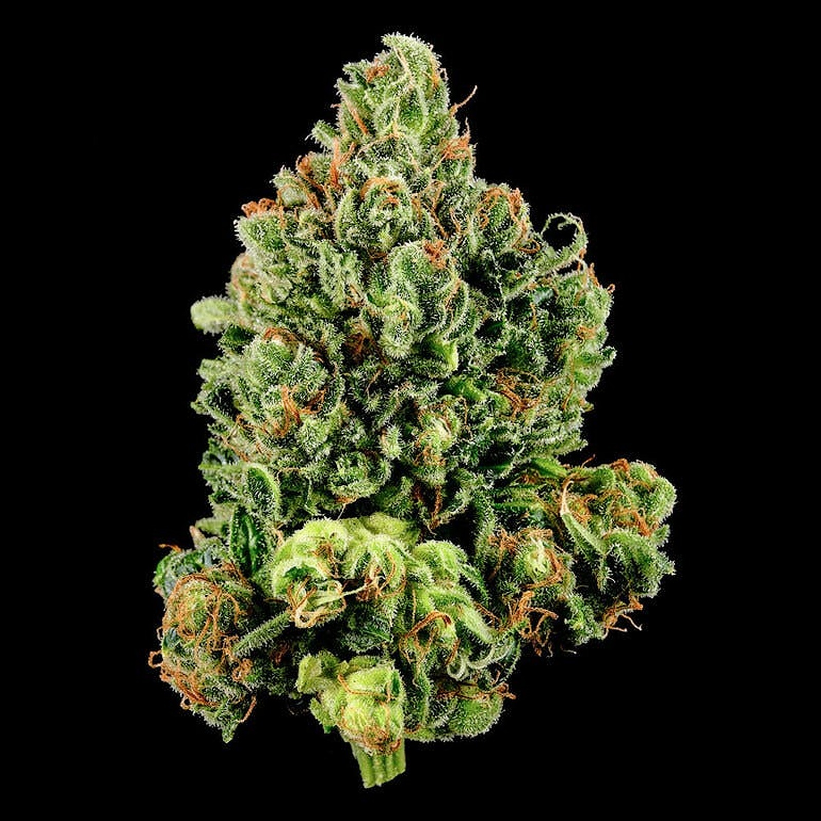 DNA Genetics: Tangie | Leafly