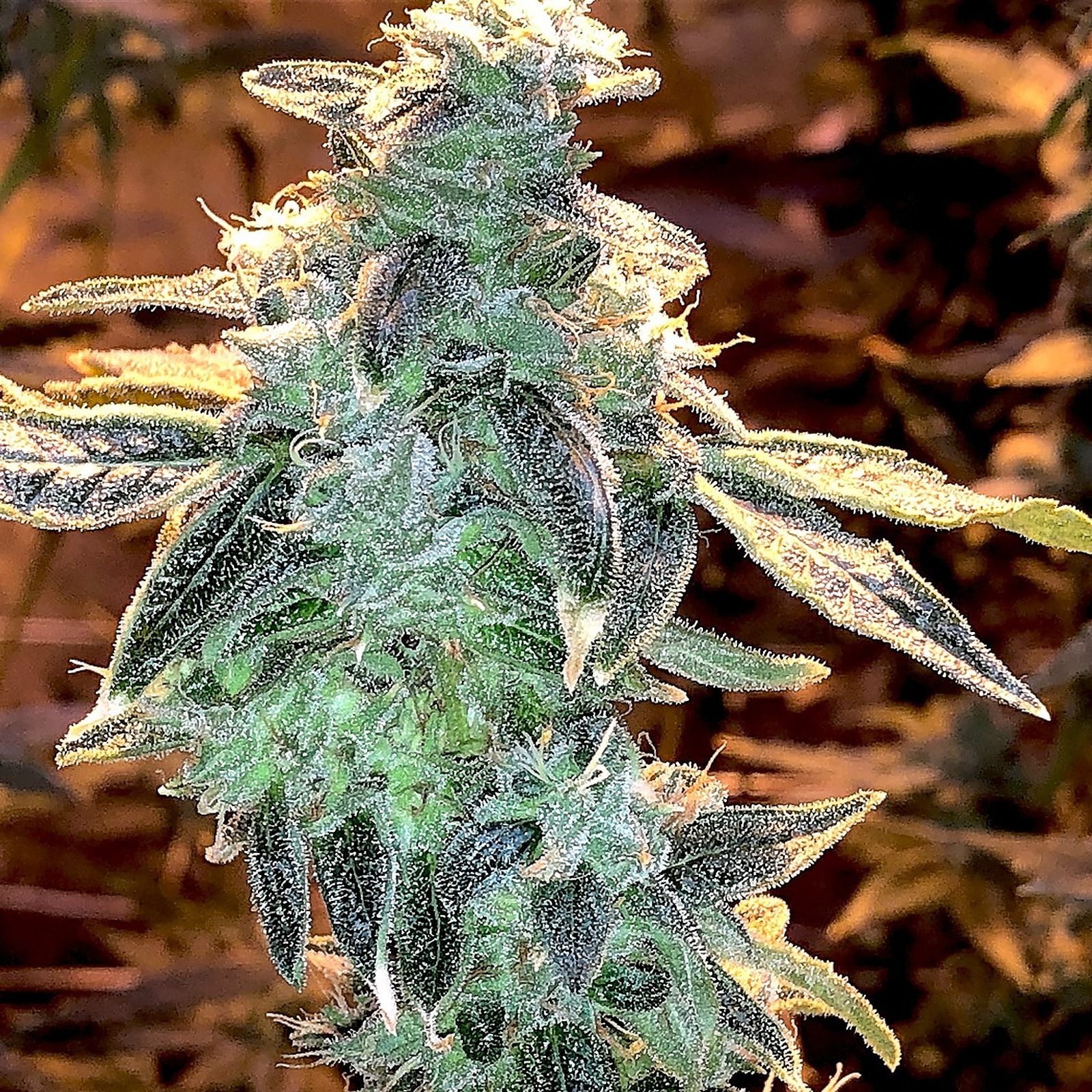 Lemon Runtz Weed Strainterms Of Use - bmp0ytb