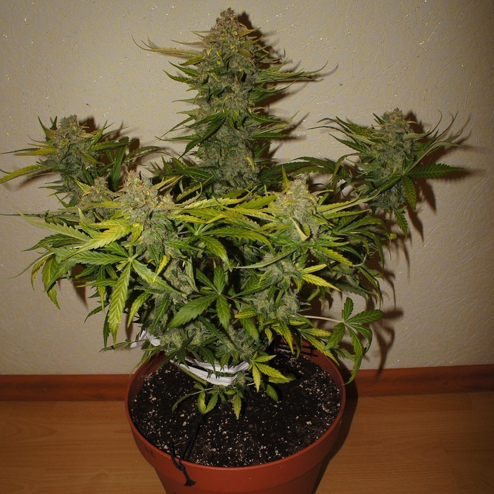 Fast Buds Autoflowering Cannabis Seeds: Northern Express Auto | Fast Buds  seeds | Leafly