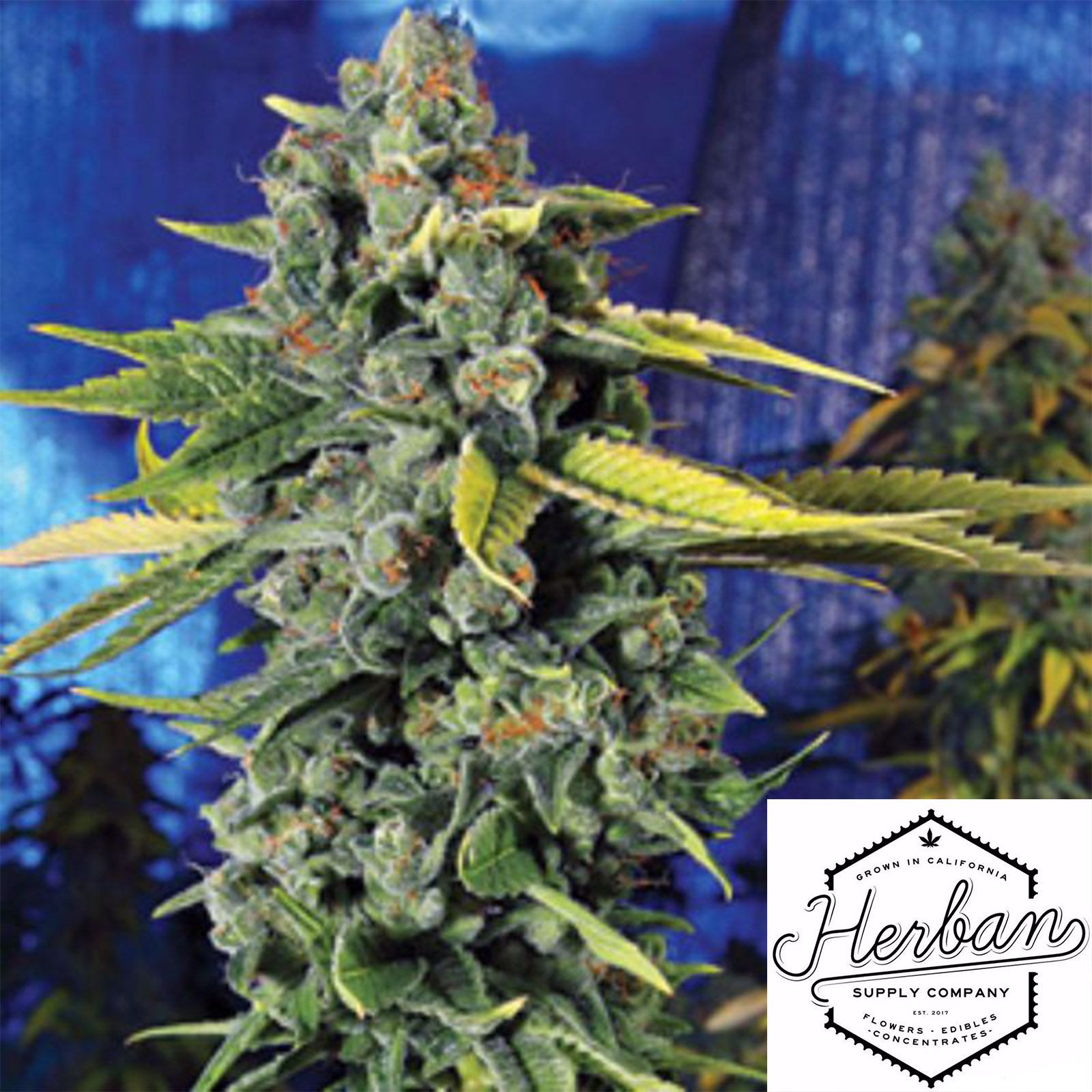 Banyan Moon Nursery Blue Dream Leafly