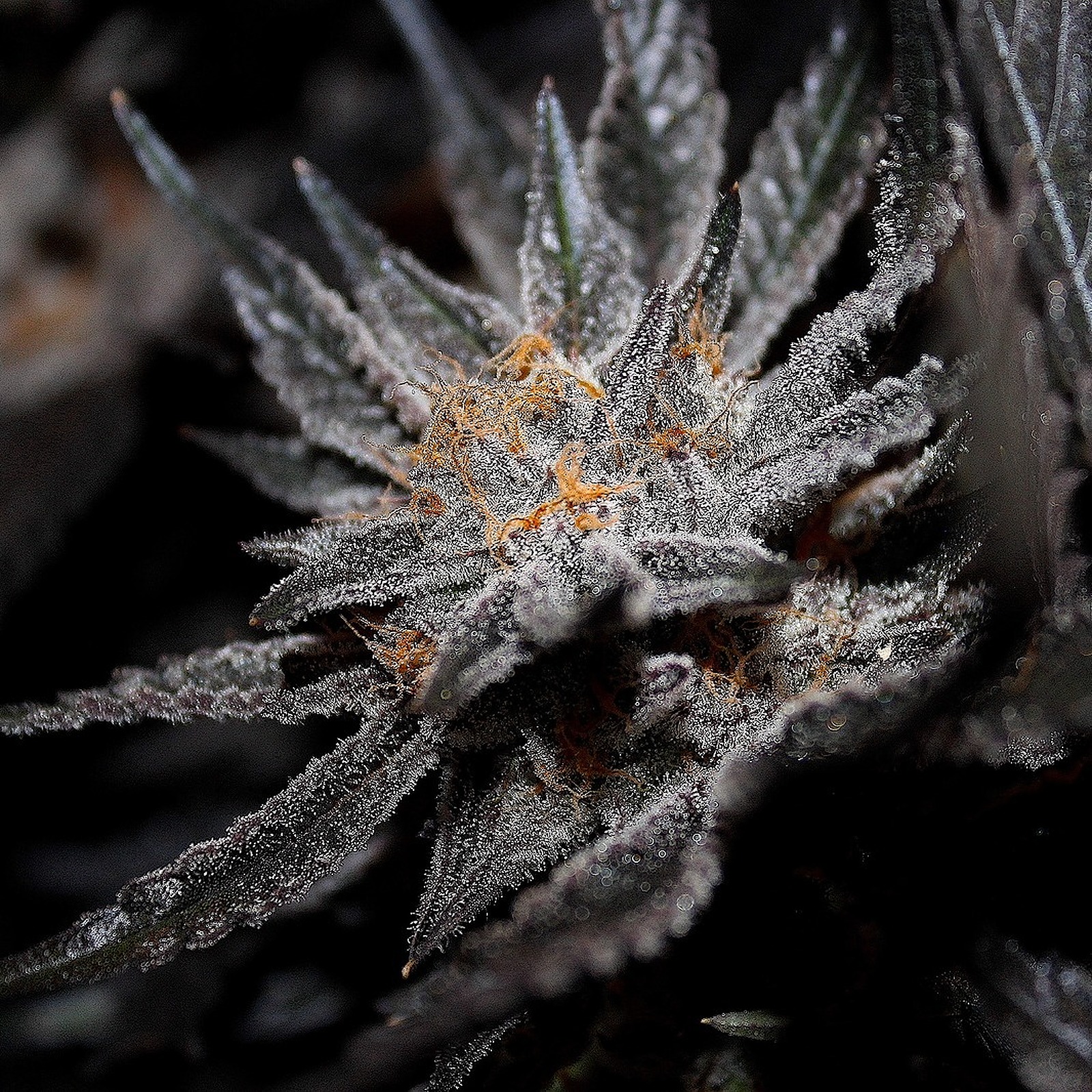 Midnight Fruit Company Strawberries and Cream Leafly