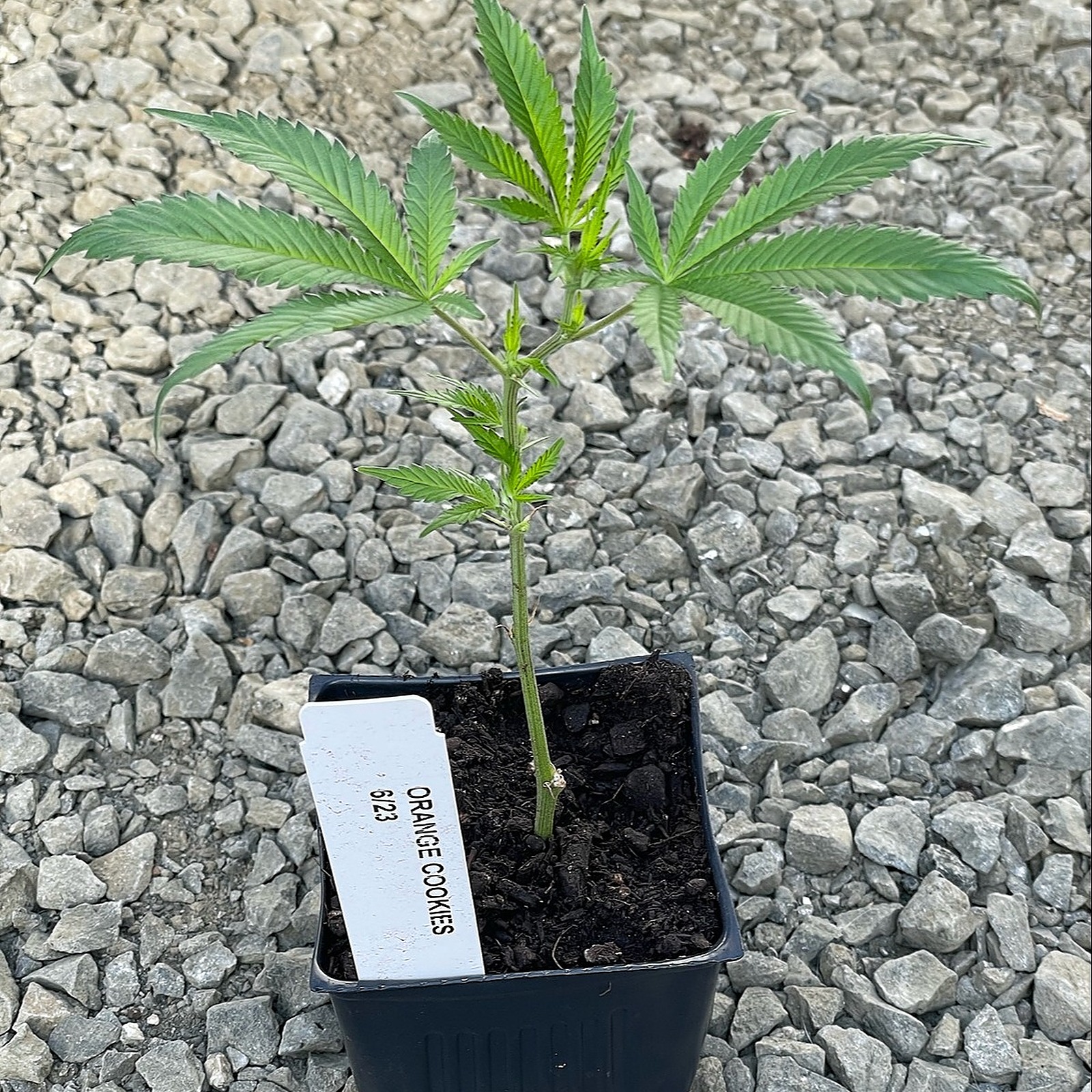 Sun Clone Orange Cookies Clone Leafly