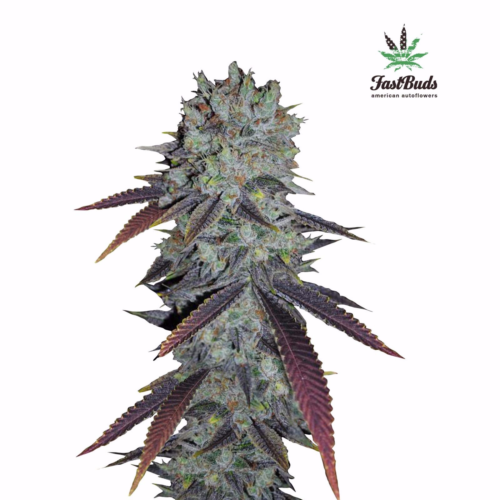 fast-buds-autoflowering-cannabis-seeds-fastberry-fast-buds-seeds