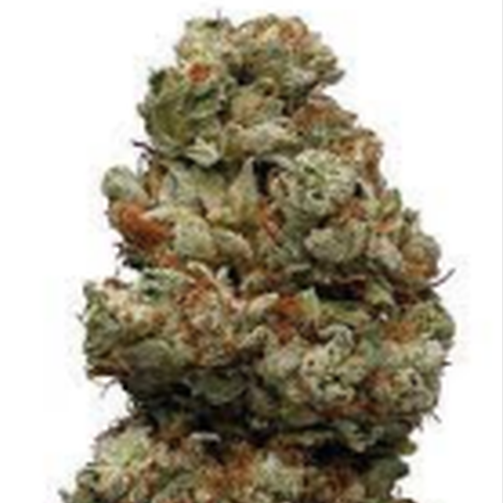 The Seed Connect AUTO NORTHERN LIGHTS SEEDS Leafly